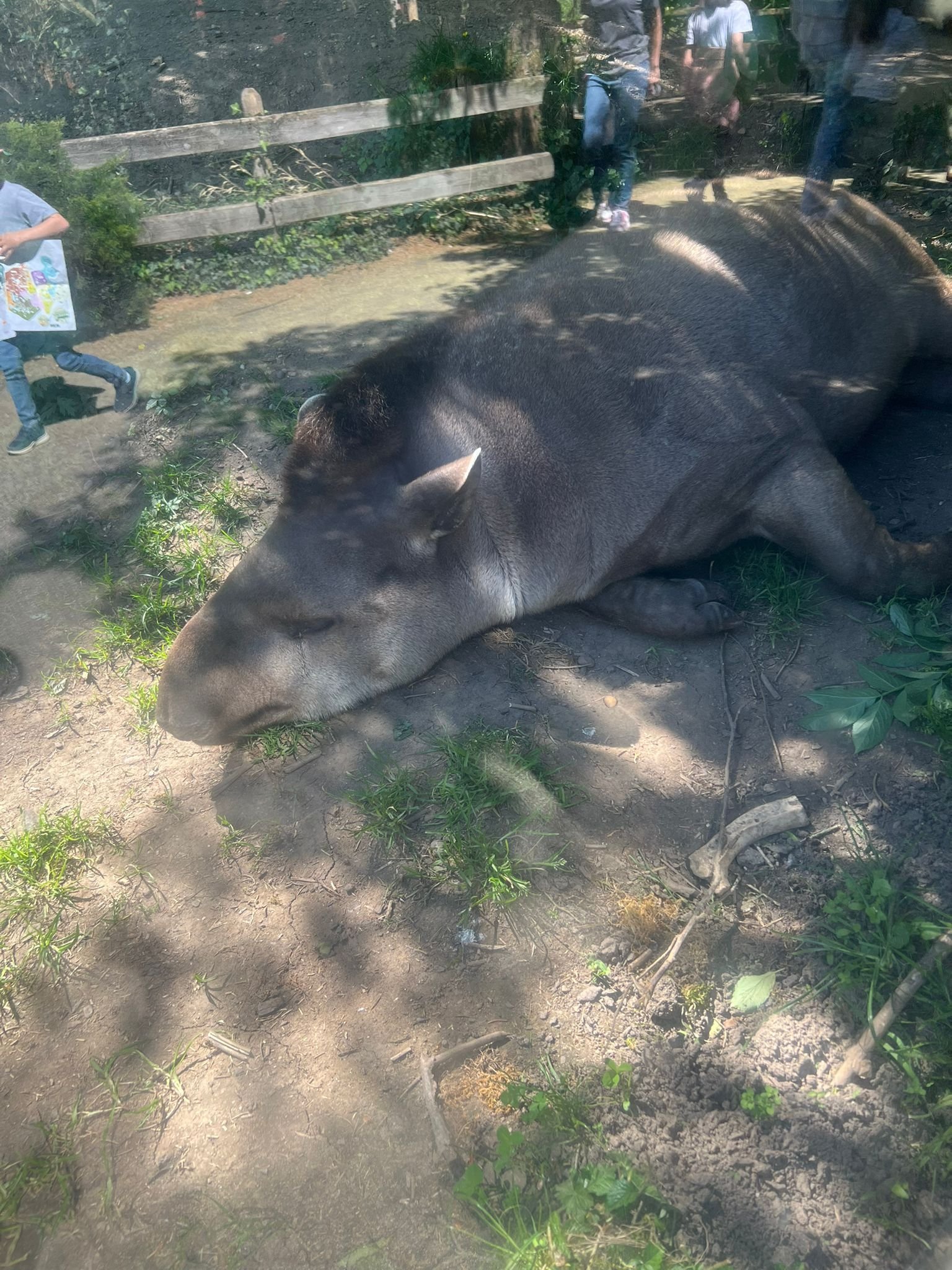 Tapir, Amneville Zoo, Lorraine, Moselle, free photo