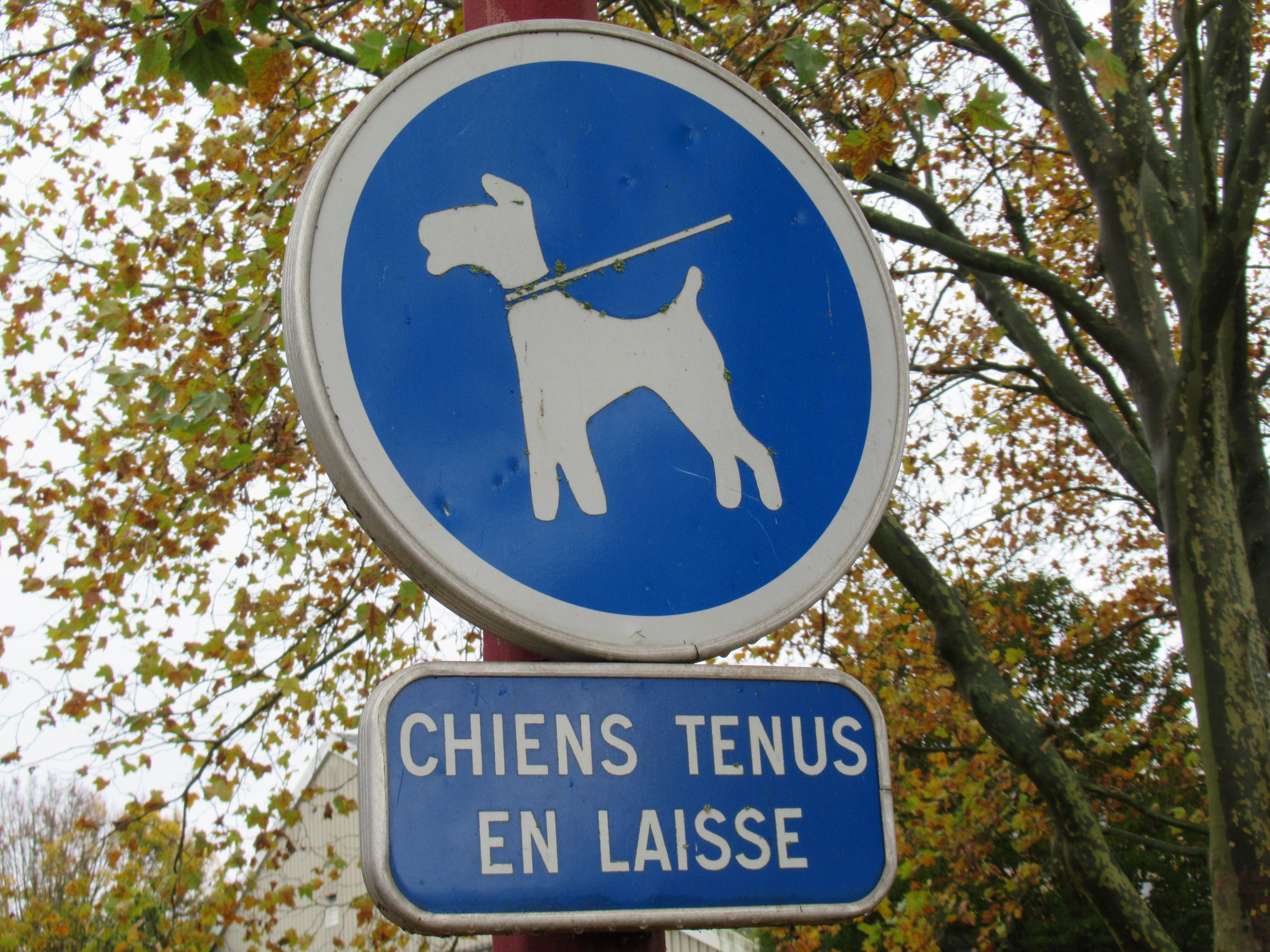 Signalisation : panneau chien en laisse