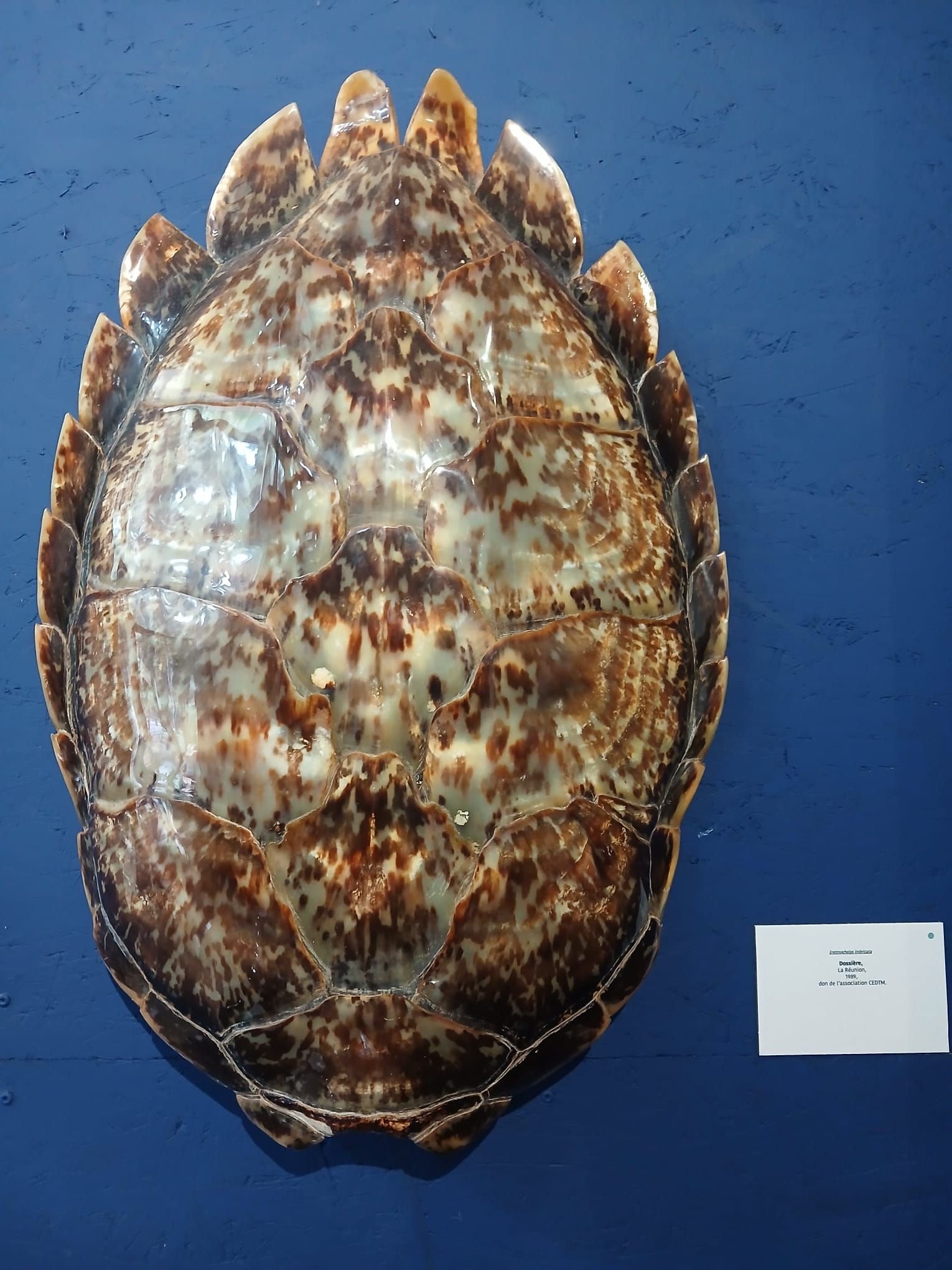 Une carapace de tortue marine, photo gratuite