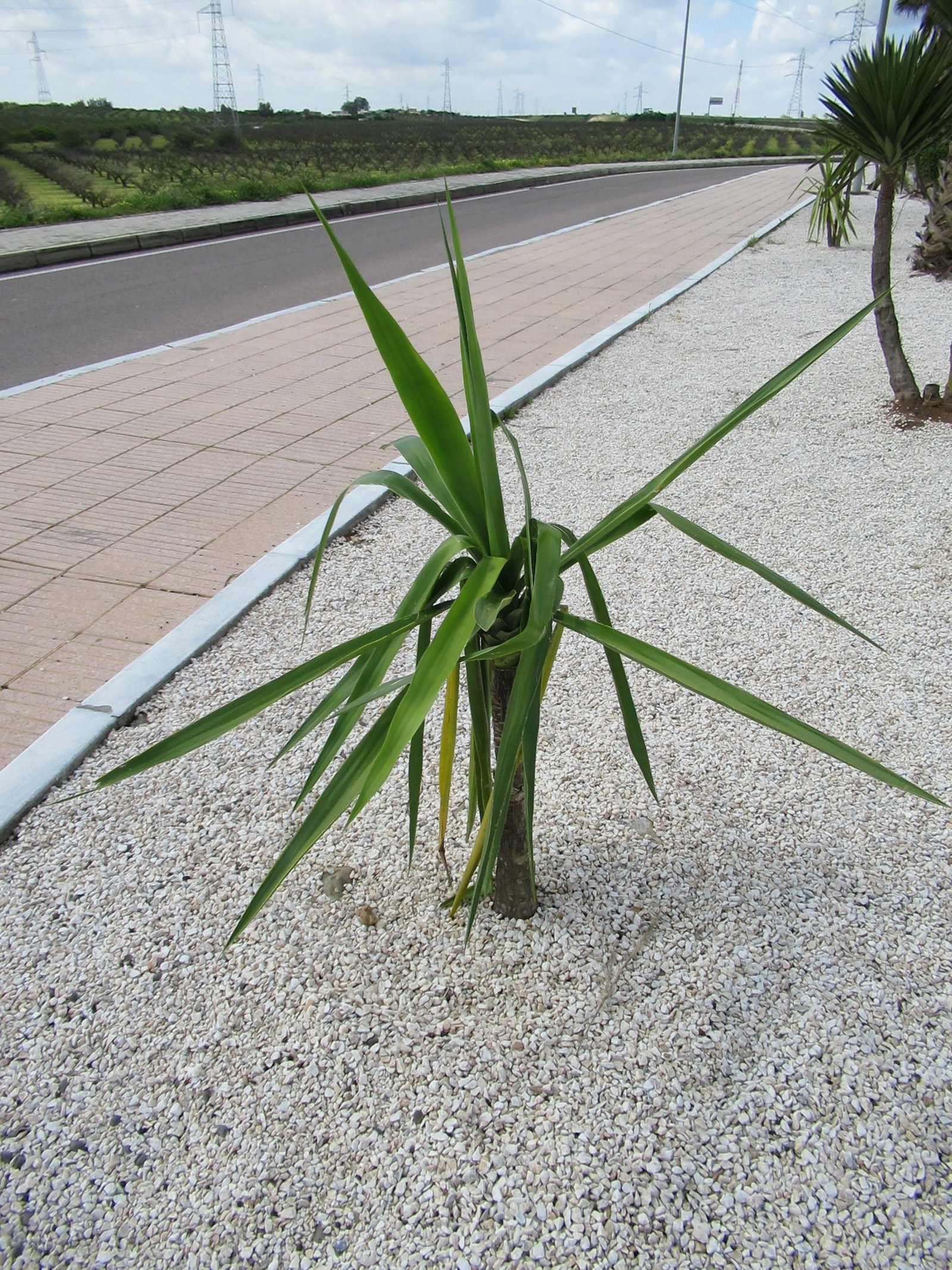 Plante verte qui pousse au bord d'une route photo gratuite