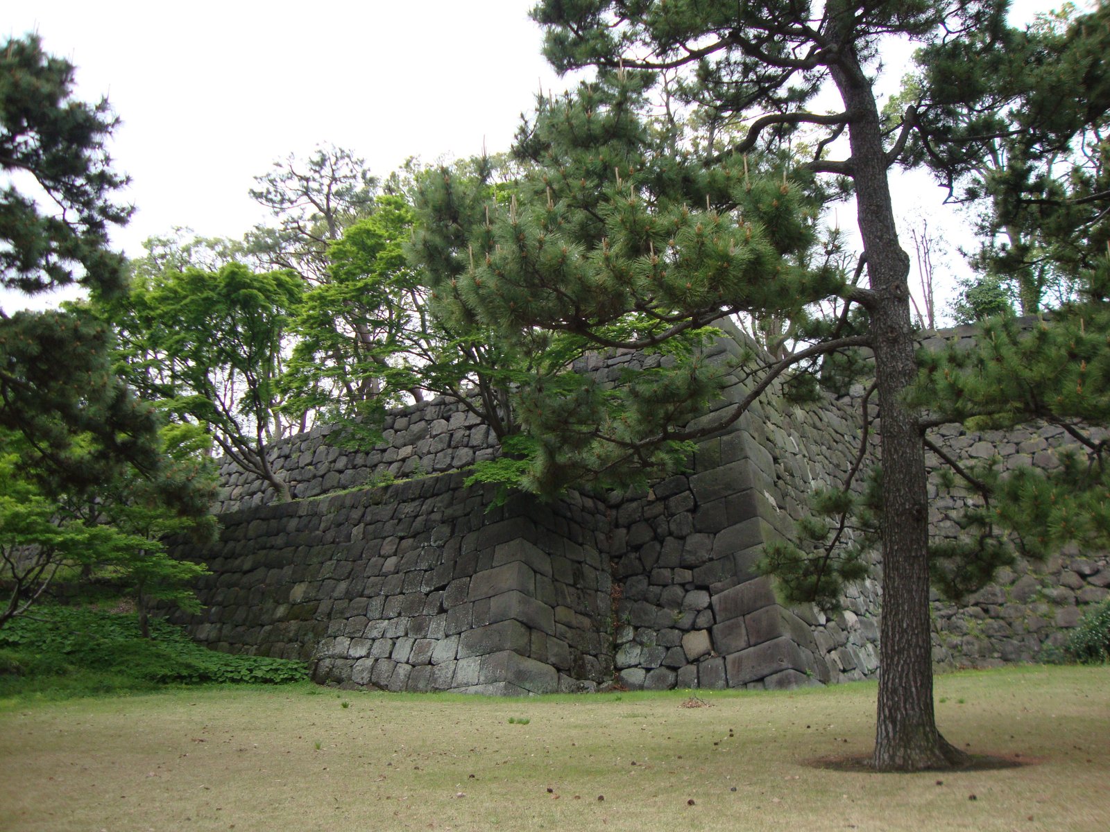 Un arbre sur le terrain du château d’Edo, Japon, Asie photo gratuite