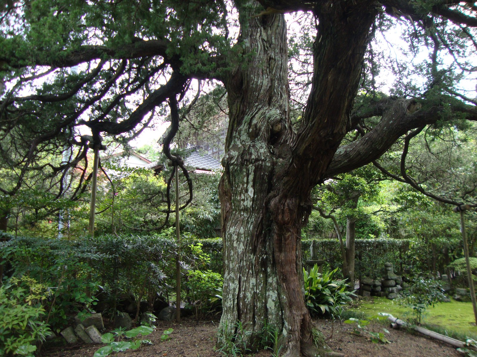 Grand arbre vénéré au Japon photo gratuite