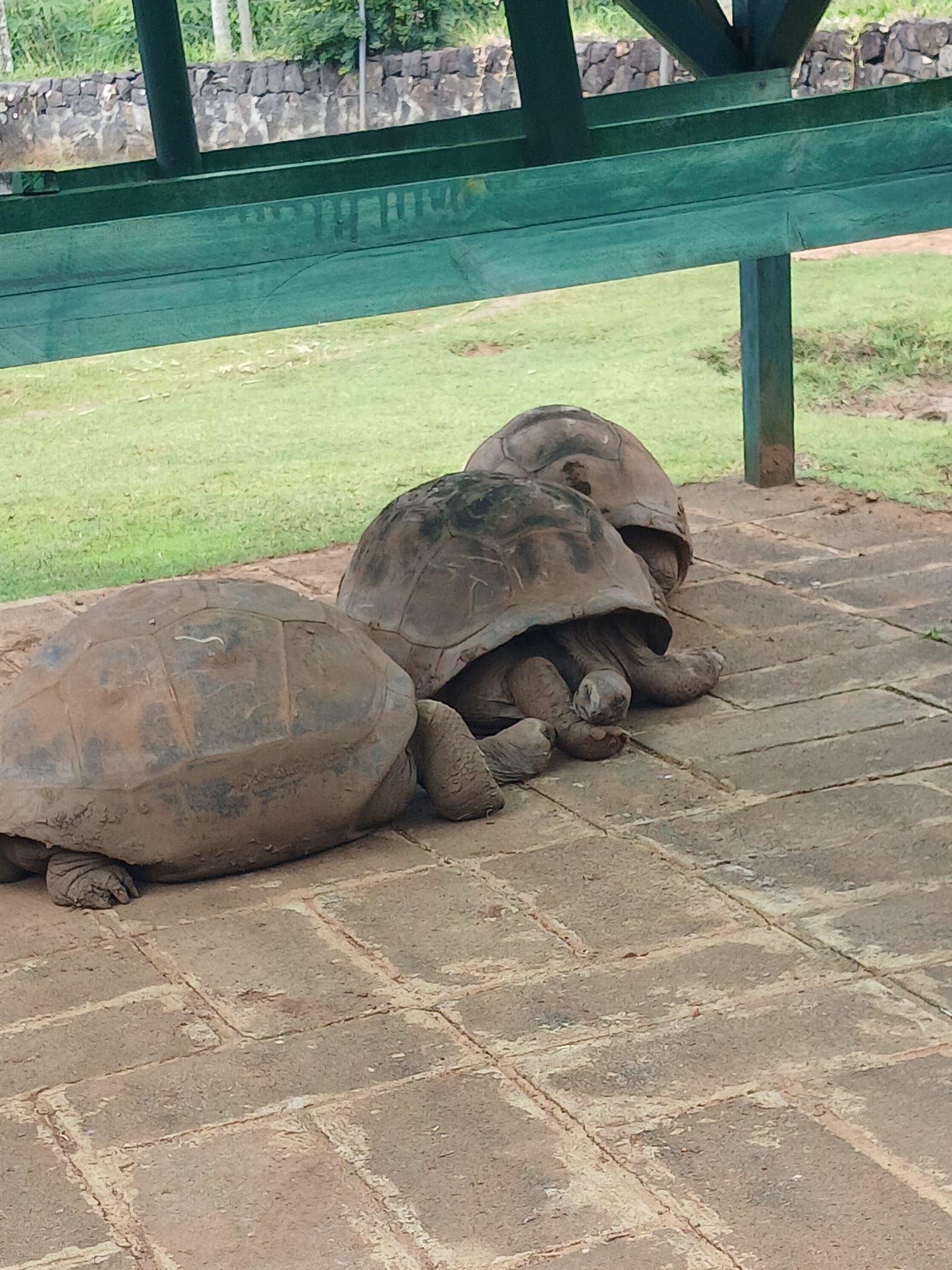 Tortues géantes à l'Ile de la Réunion photo gratuite