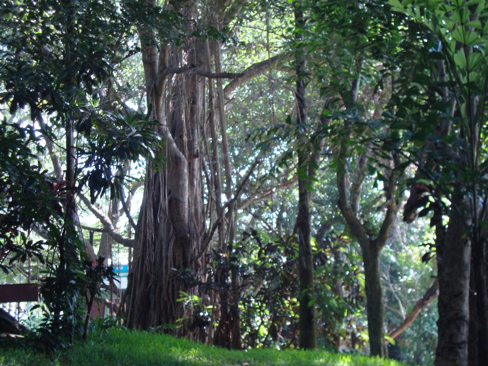 Des arbres photo gratuite