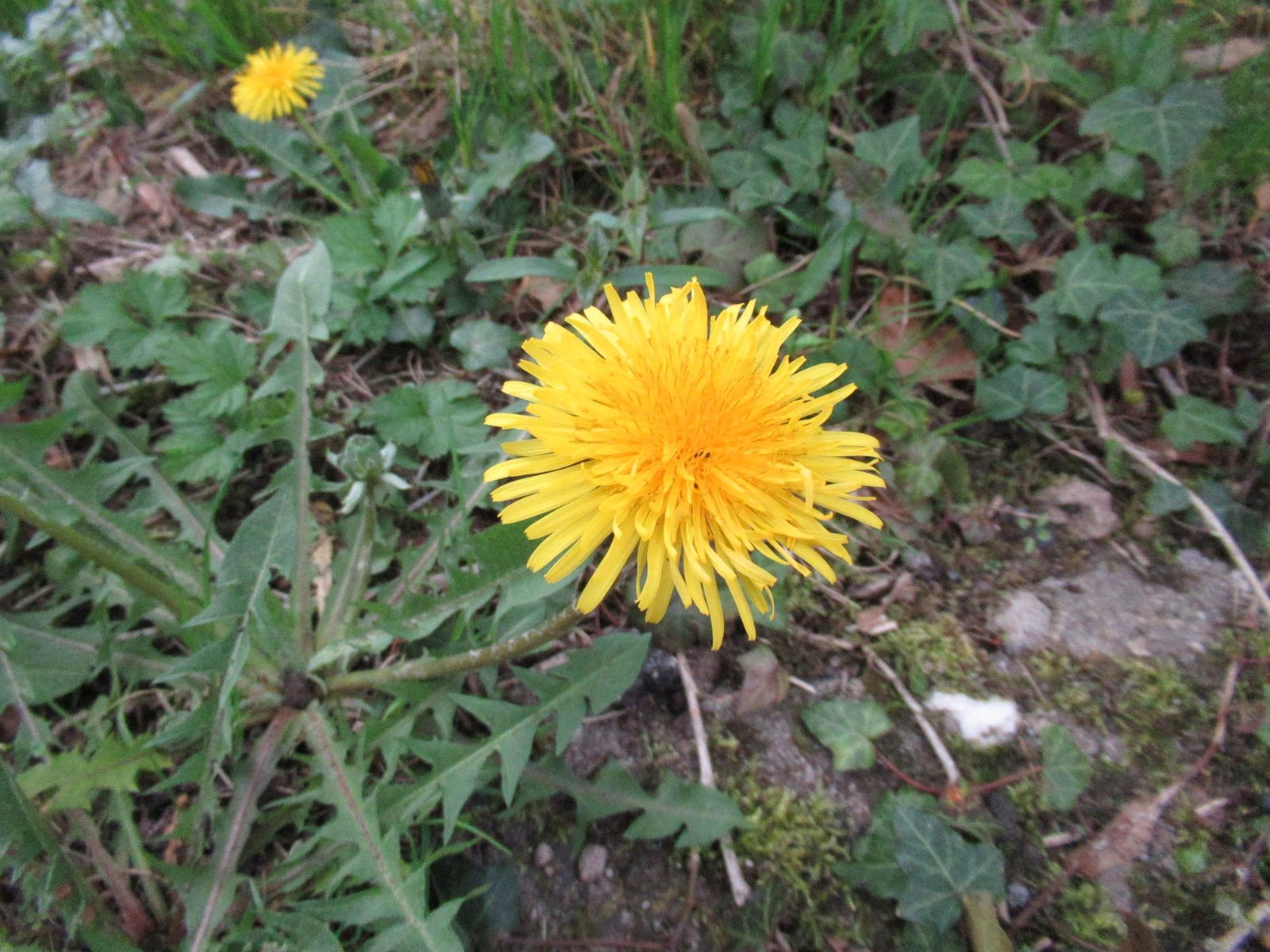 Fleur de pissenlit jaune