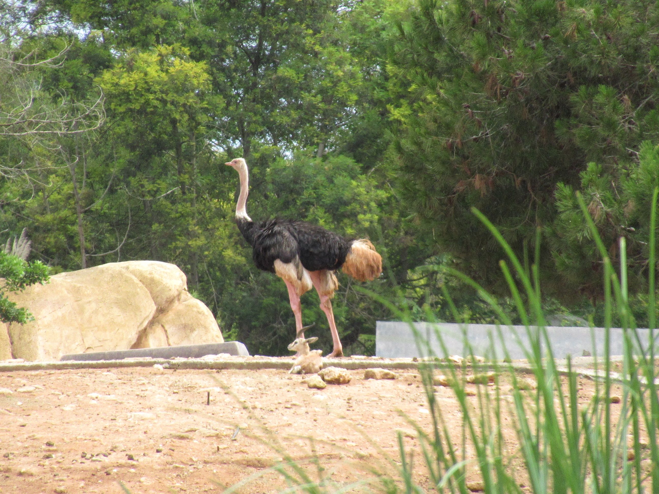 Arabian ostrich at Rabat Zoo in Morocco