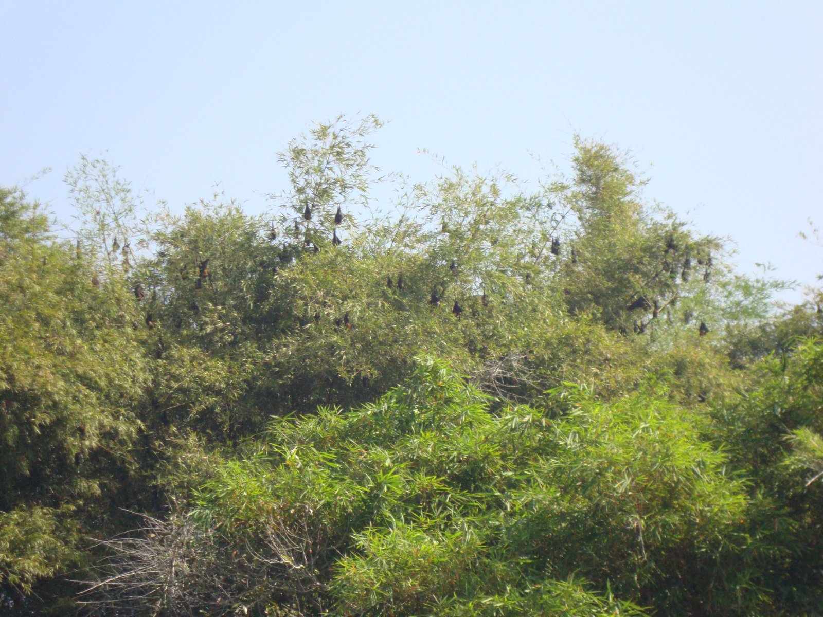 Chauves-souris frugivores suspendues aux branches d'arbres, photo gratuite