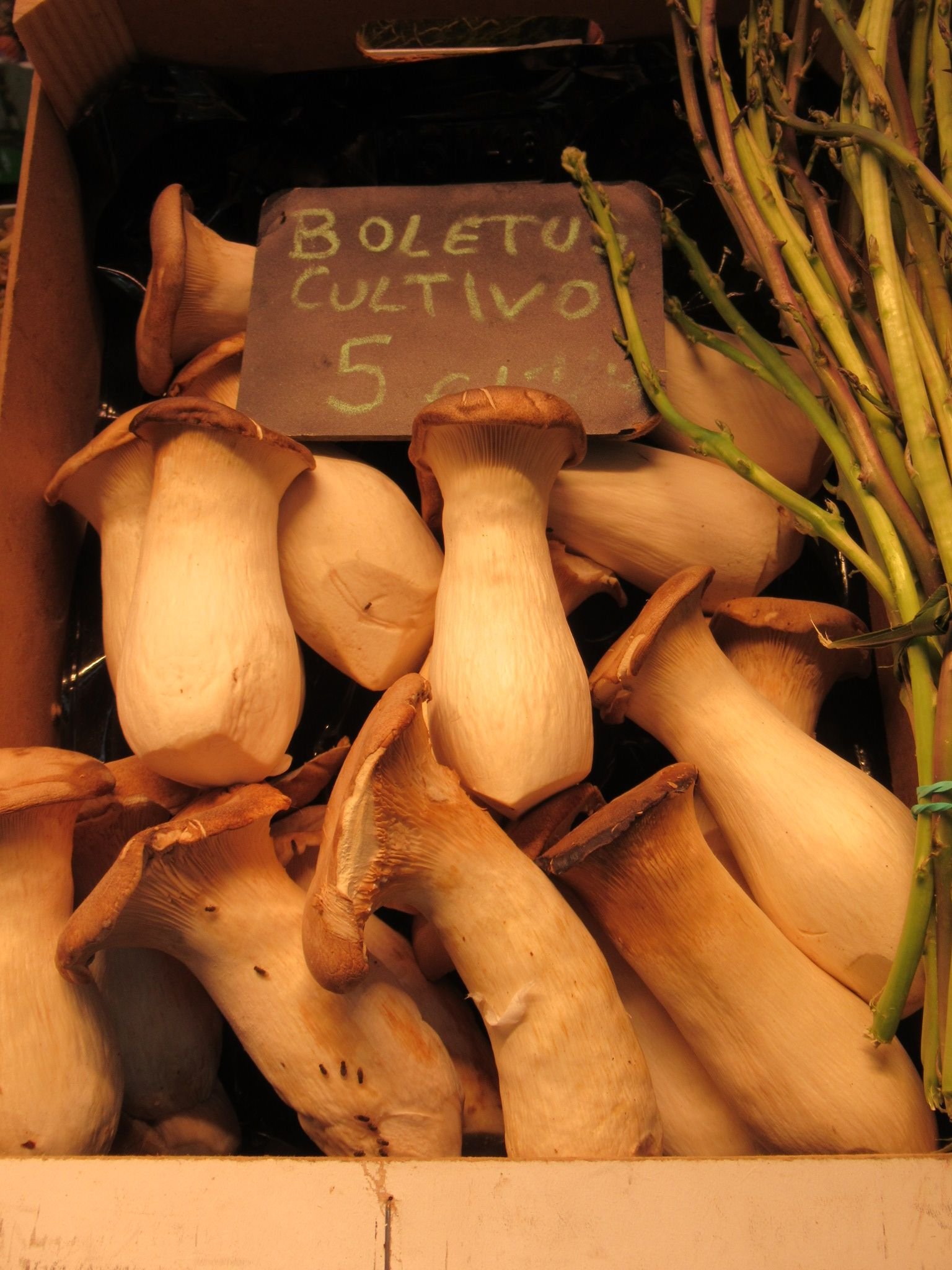Des champignons pleurotes royaux, photo gratuite