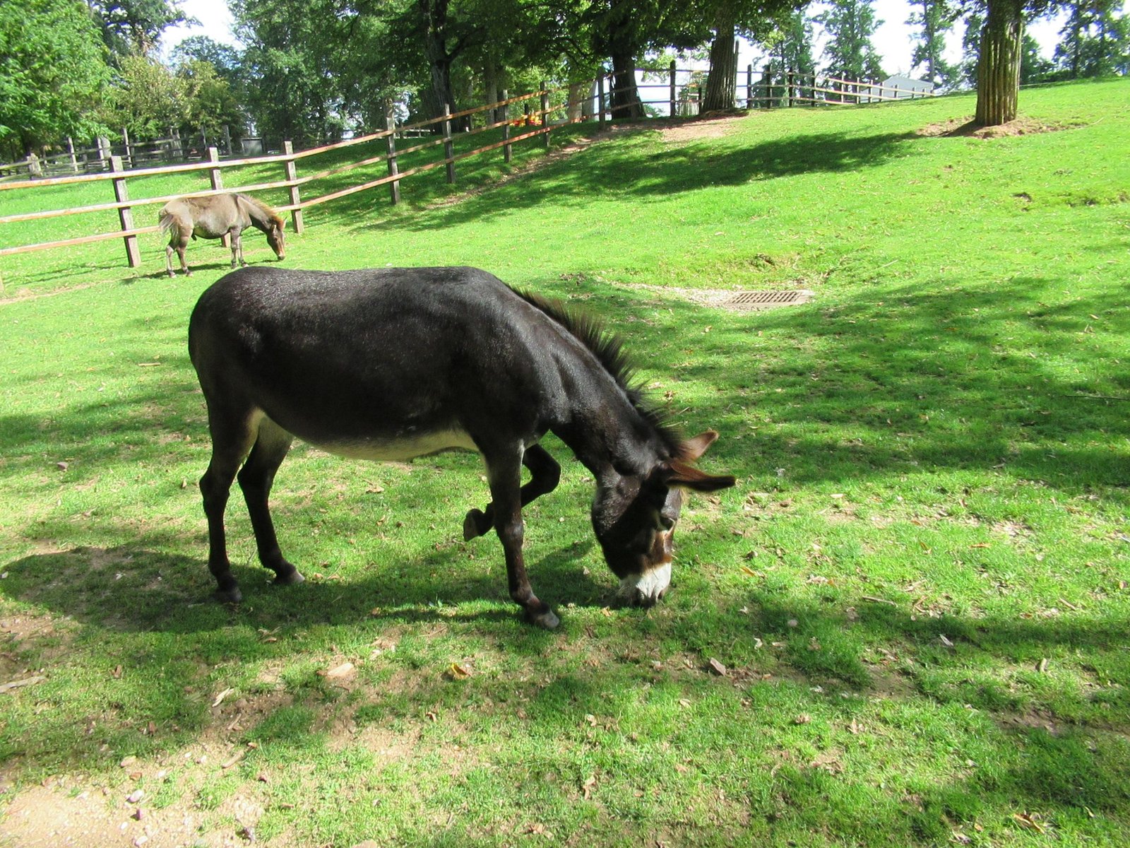 Ane des Pyrénées dans un pâturage