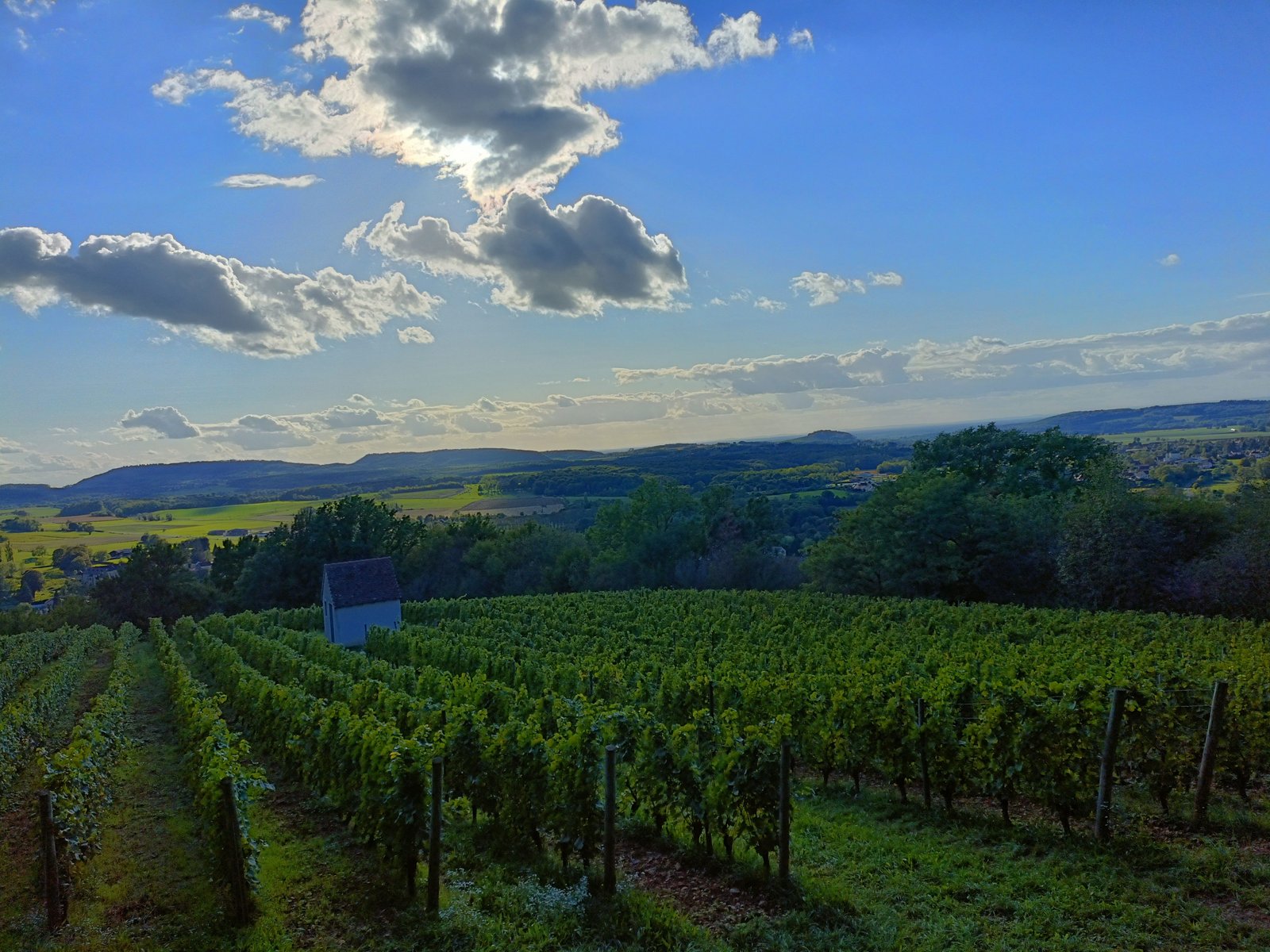 Plantations de vignes
