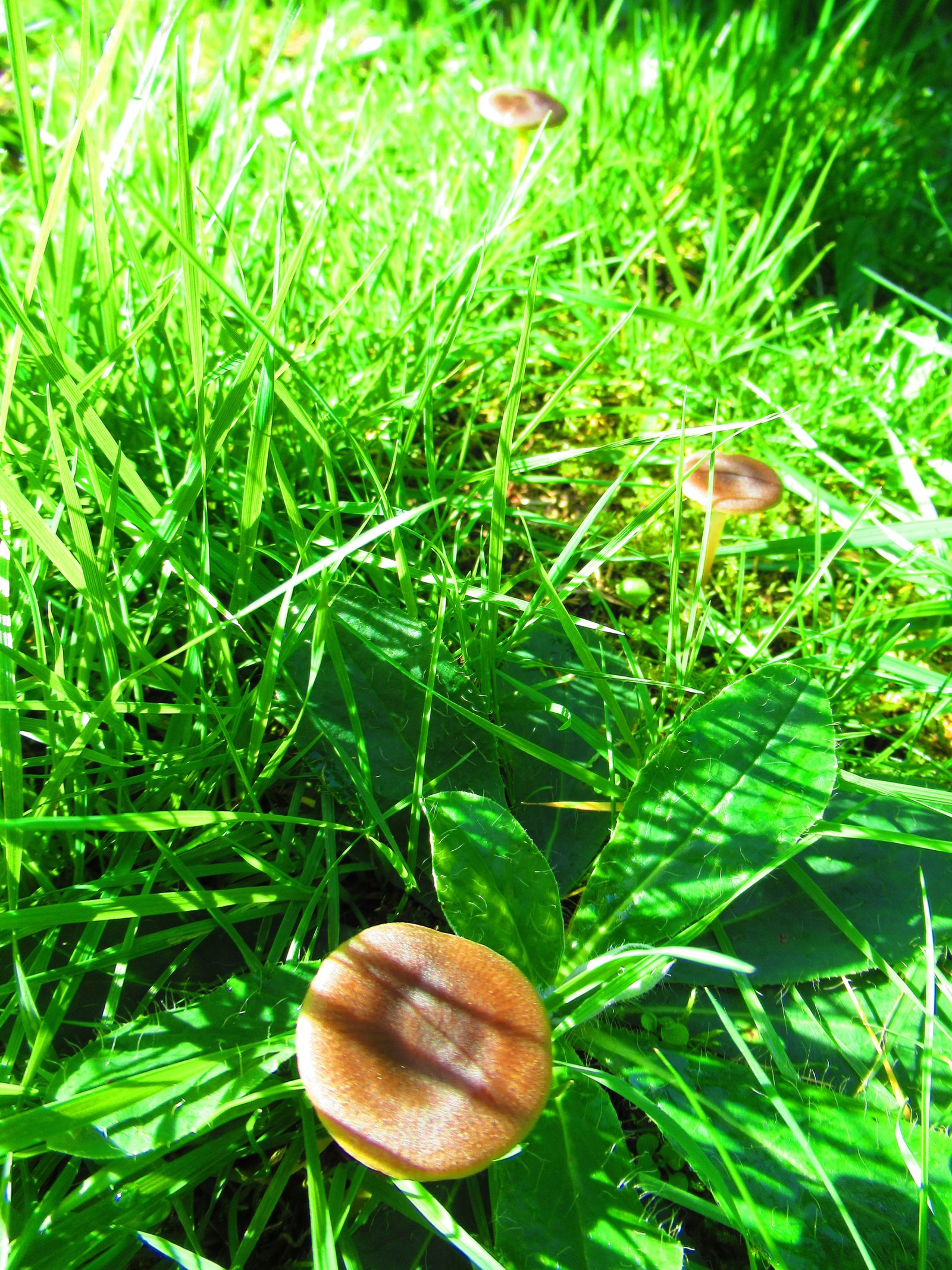 trois champignons bruns dans l'herbe