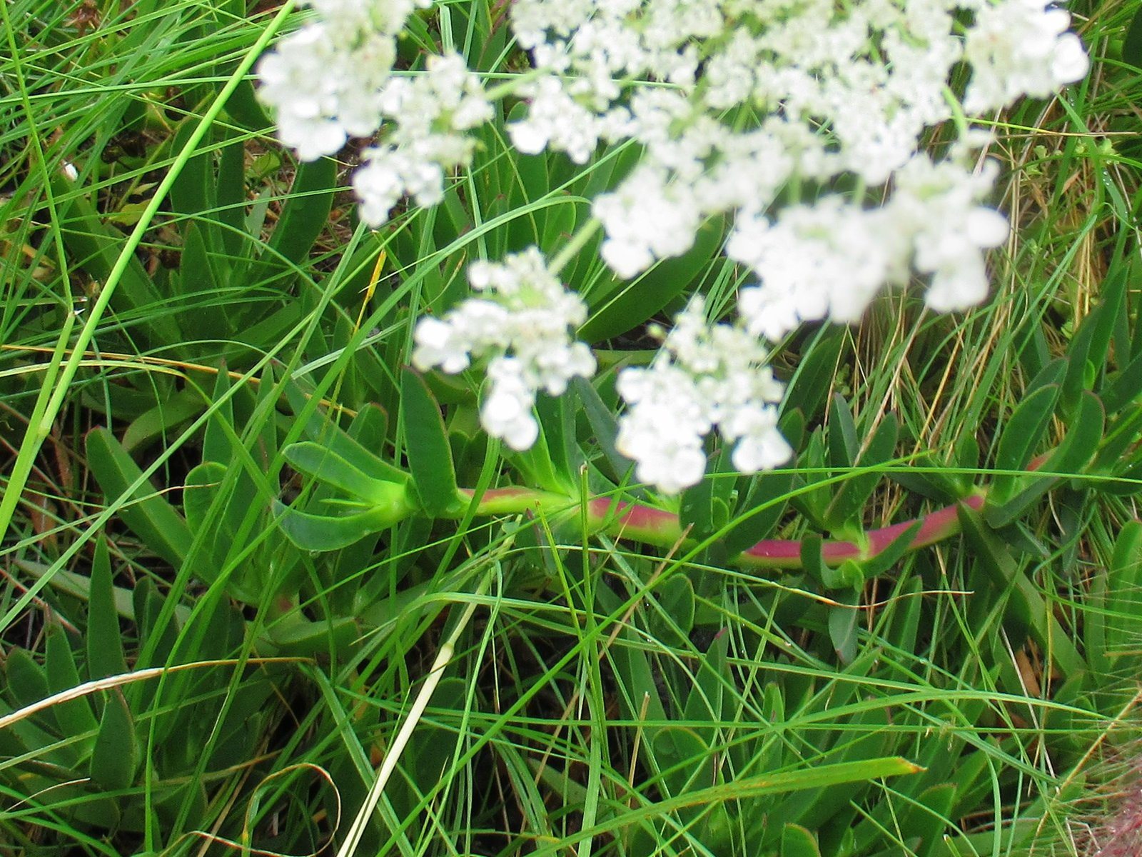 Belles fleurs blanches du zoo de Rabat