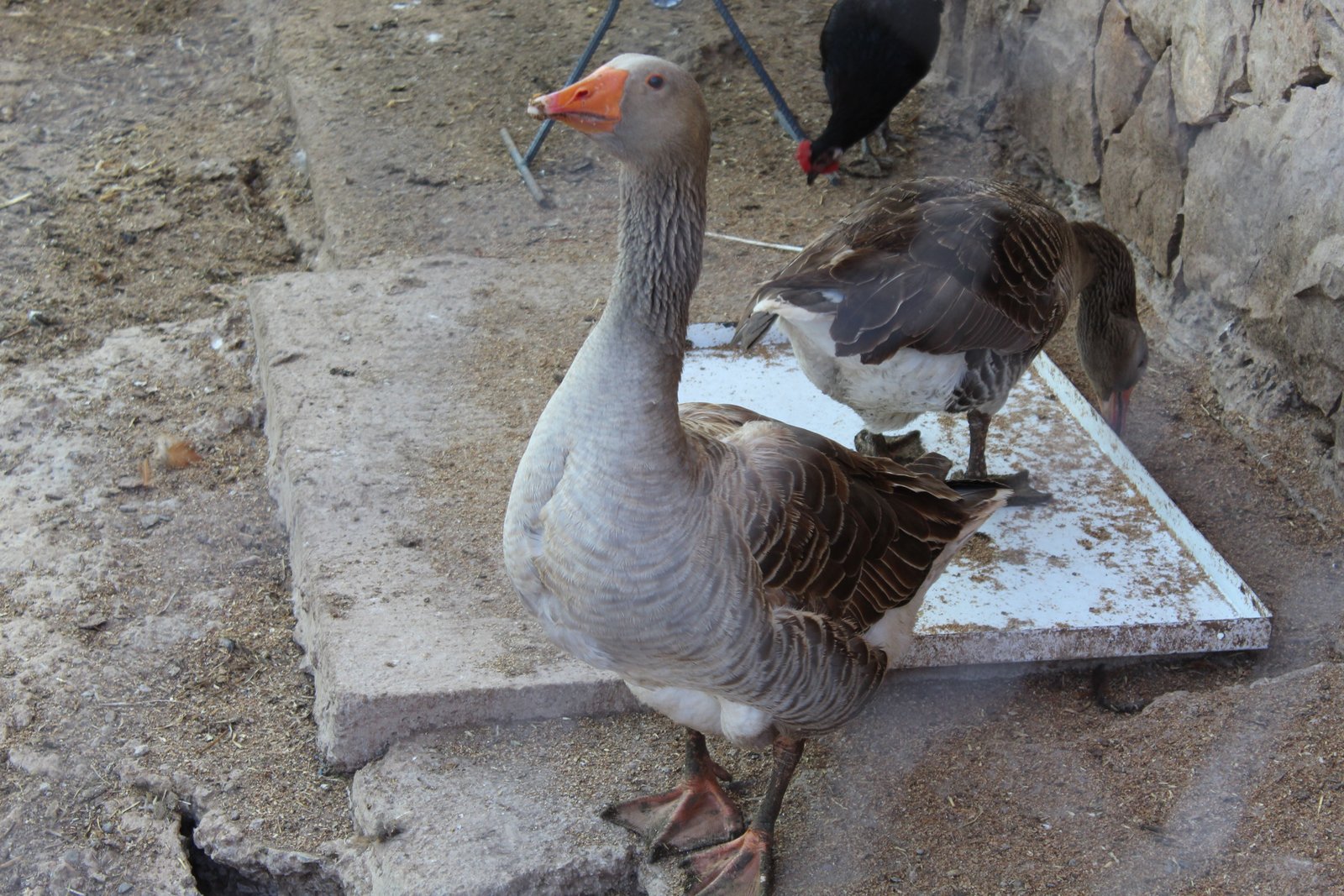 Oies, animal, photo gratuite