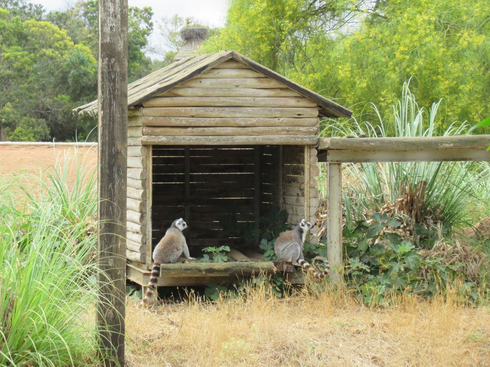 Case de lémuriens au zoo de Rabat au Maroc