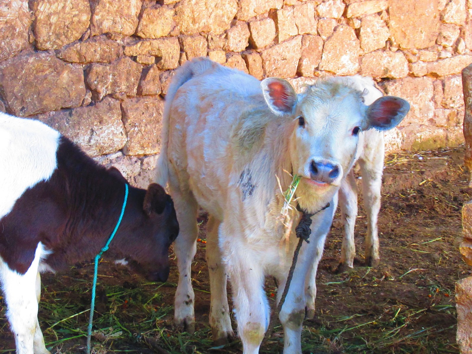 Veaux dans une ferme