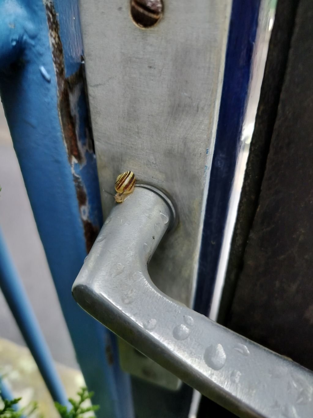 Escargot sur une poignée de porte, photo gratuite