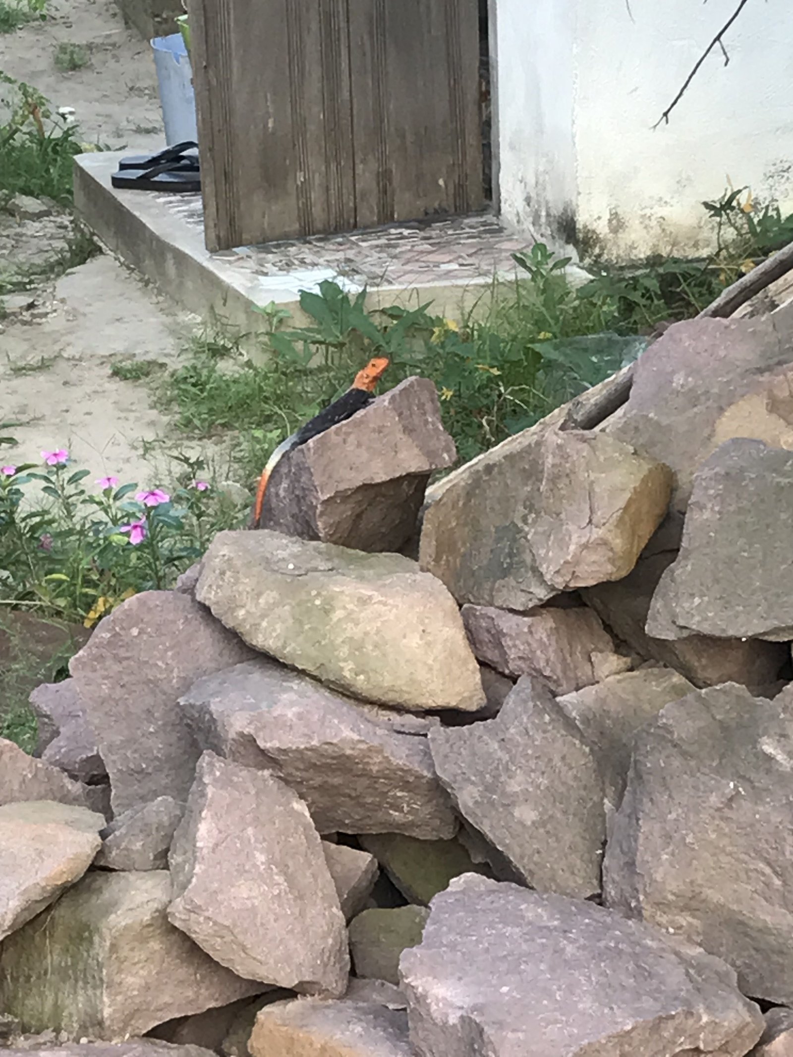 Un lézard photo gratuite