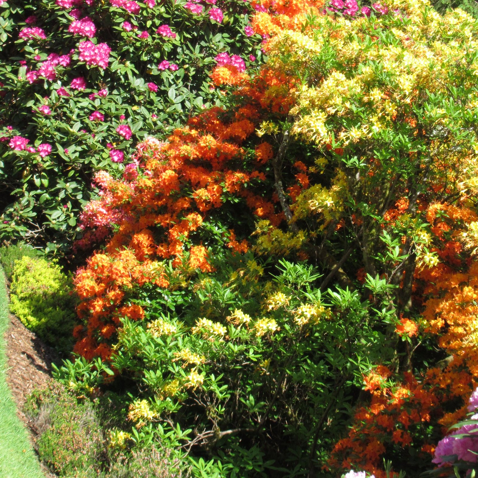 Gros plan d'une haie fleurie