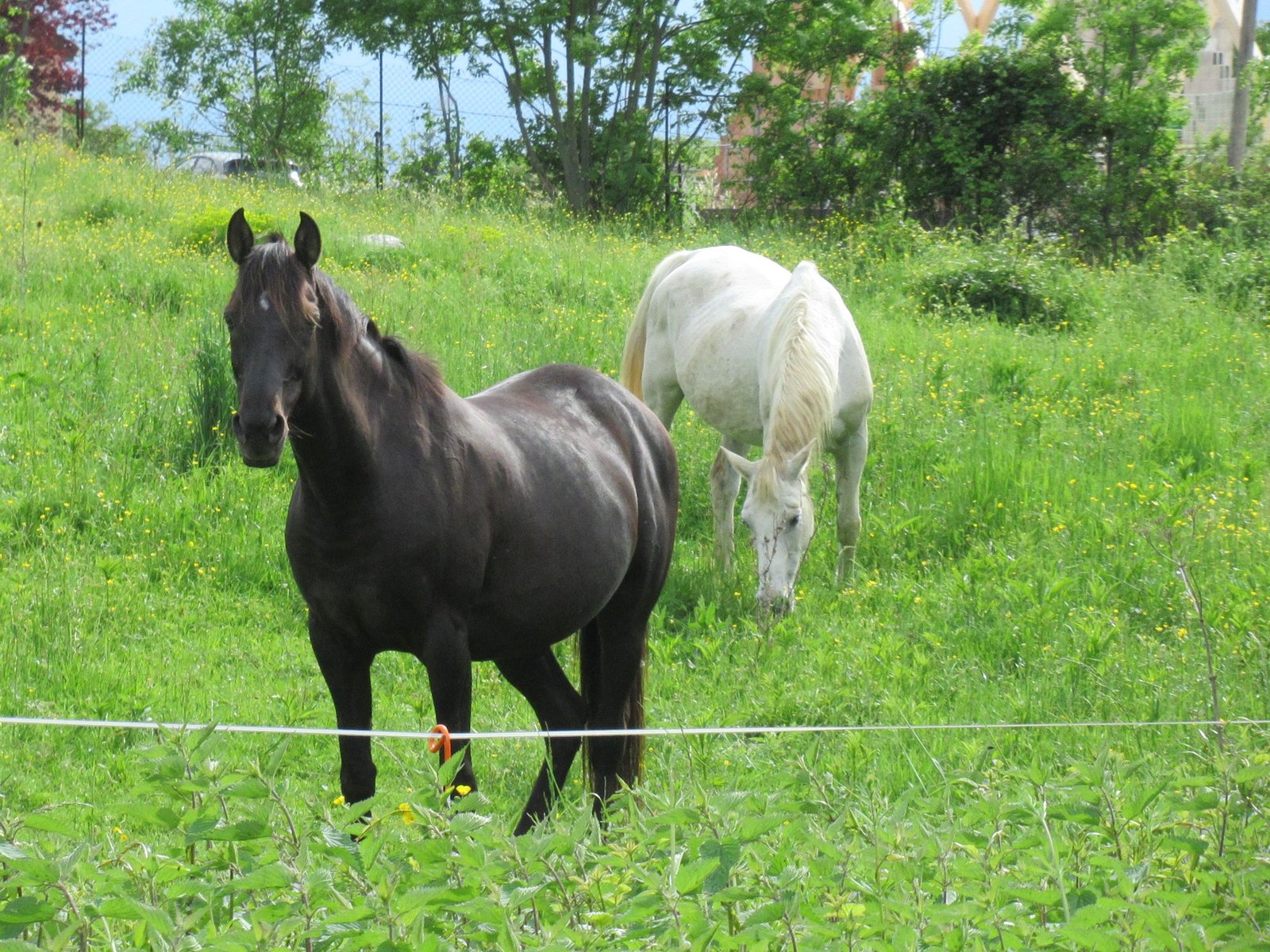 Deux chevaux noir et blanc dans l'herbe