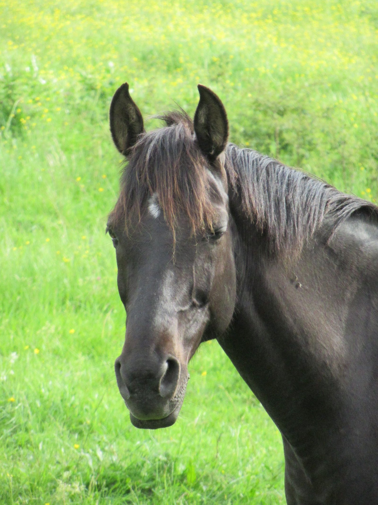 Gros plan d'un cheval Florida Cracker Horse noir
