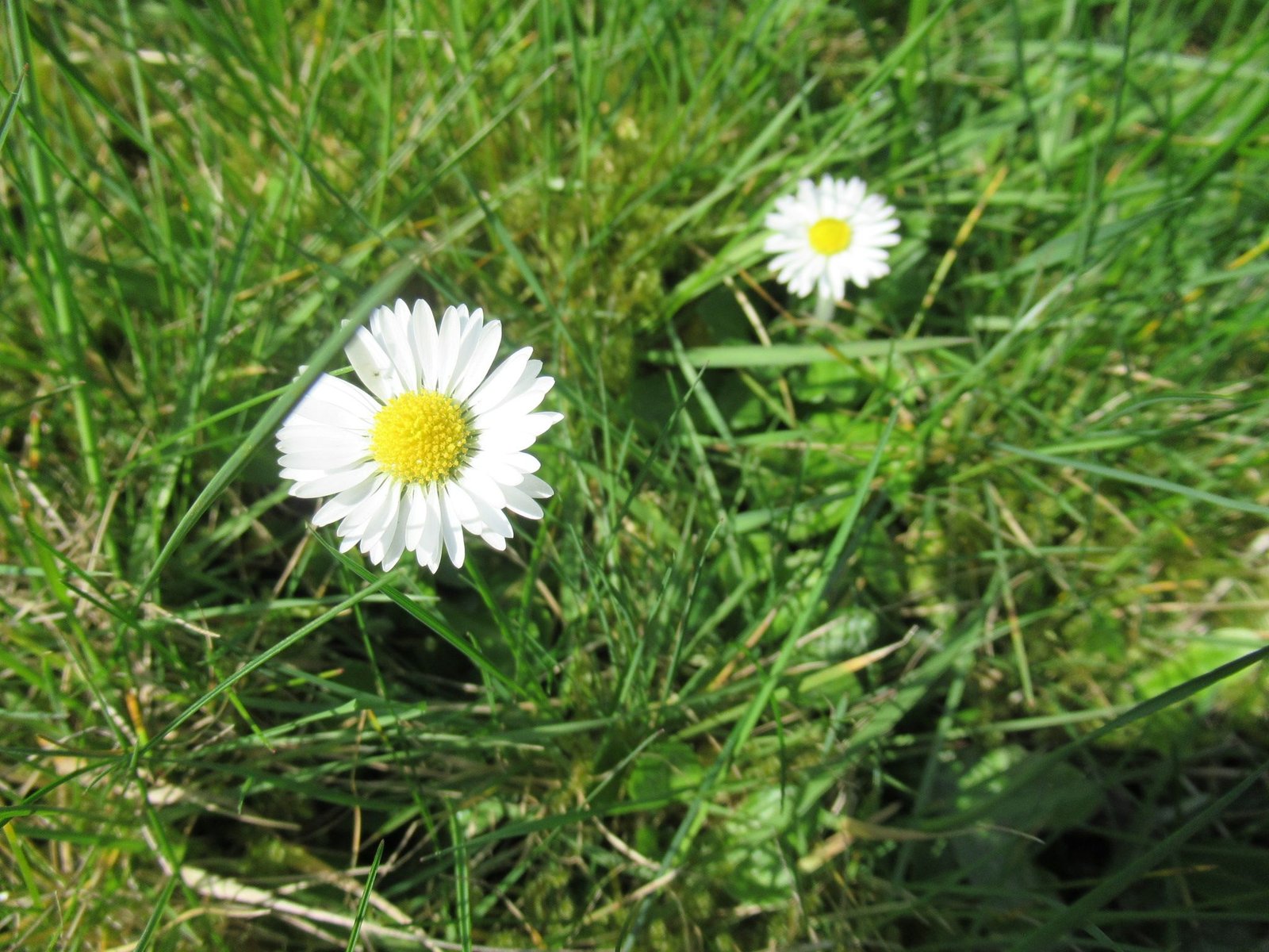 Pâquerettes poussant dans l'herbe, photo gratuite