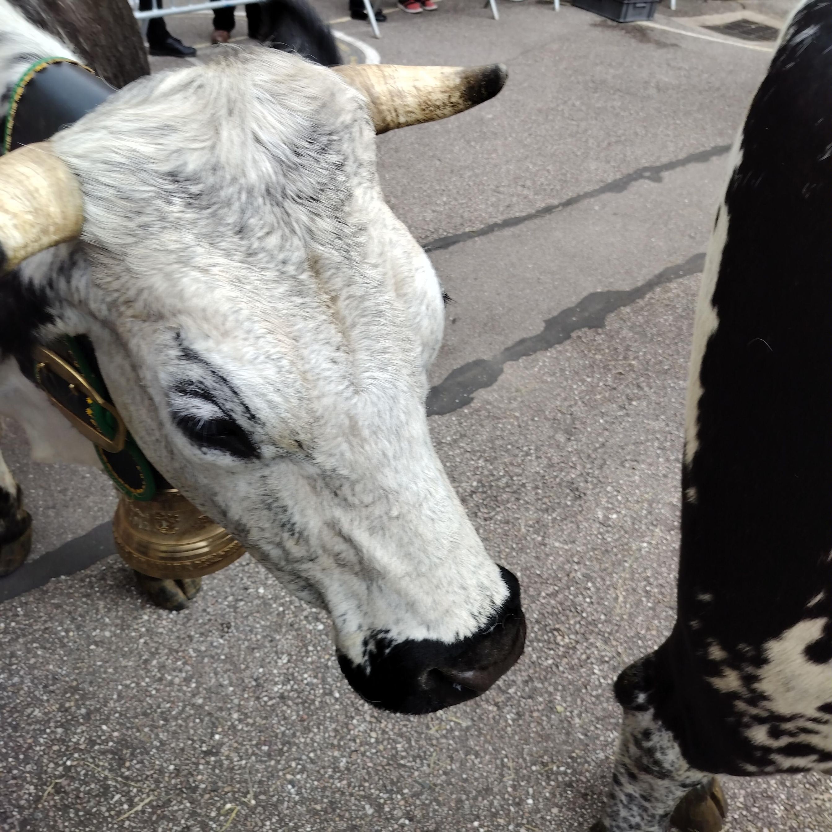 Vache de race vosgienne gros plan