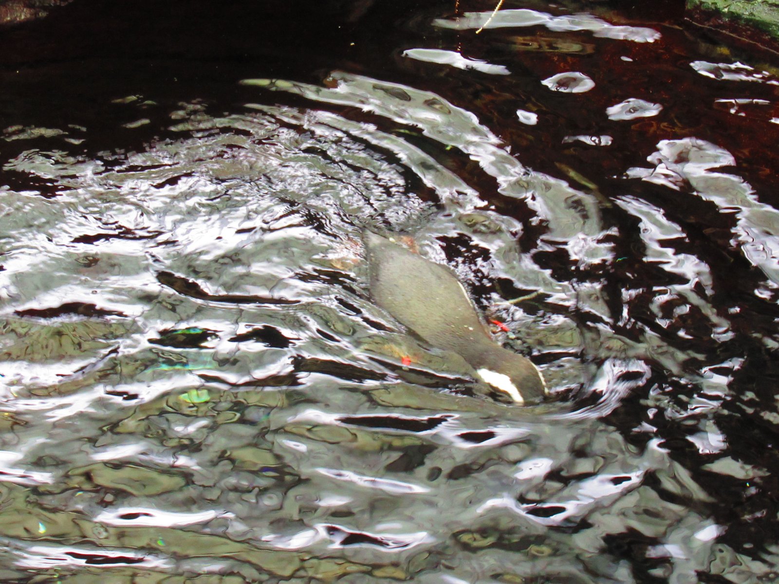 Pingouin de dos hors de l'eau de profil, Oceanarium de Lisbonne, Portugal