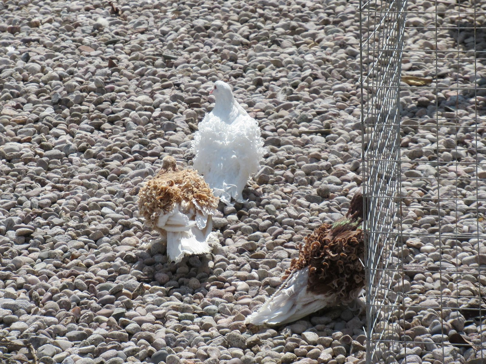 Trois pigeons frisés dans un parc animalier