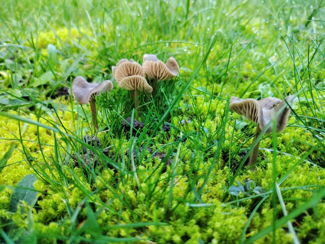 Champignon poussant sur une pelouse photo gratuite