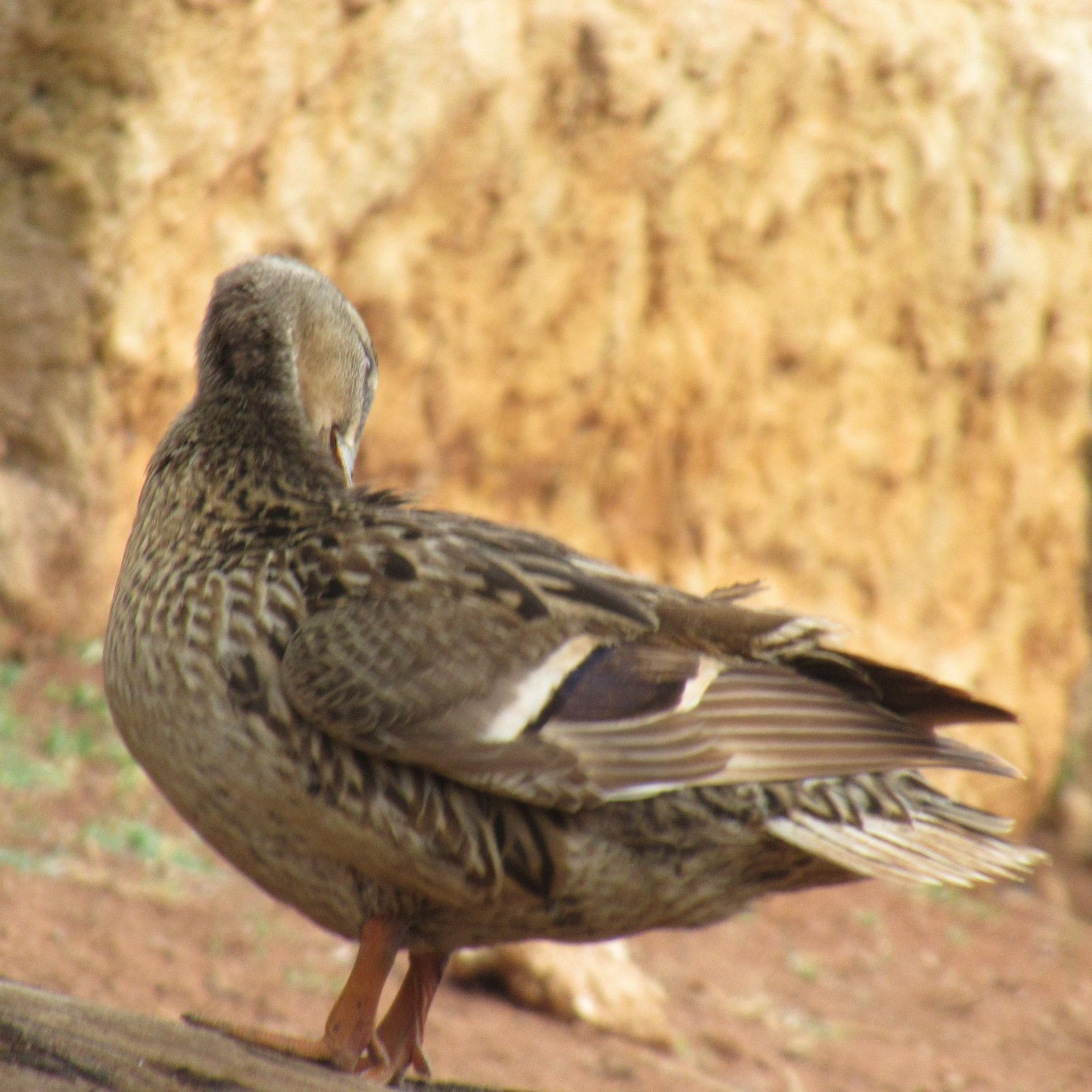 Canard Colvert au zoo de Rabat au Maroc