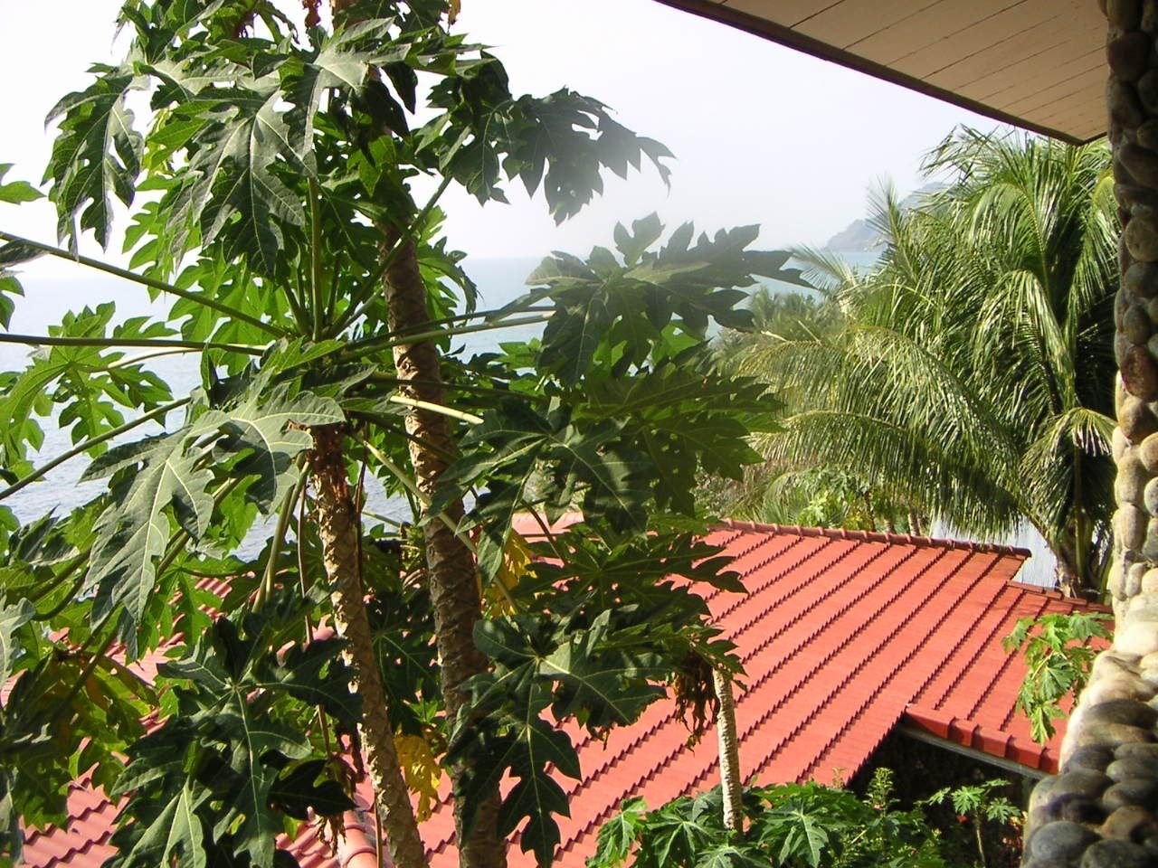 Un papayer, photo gratuite