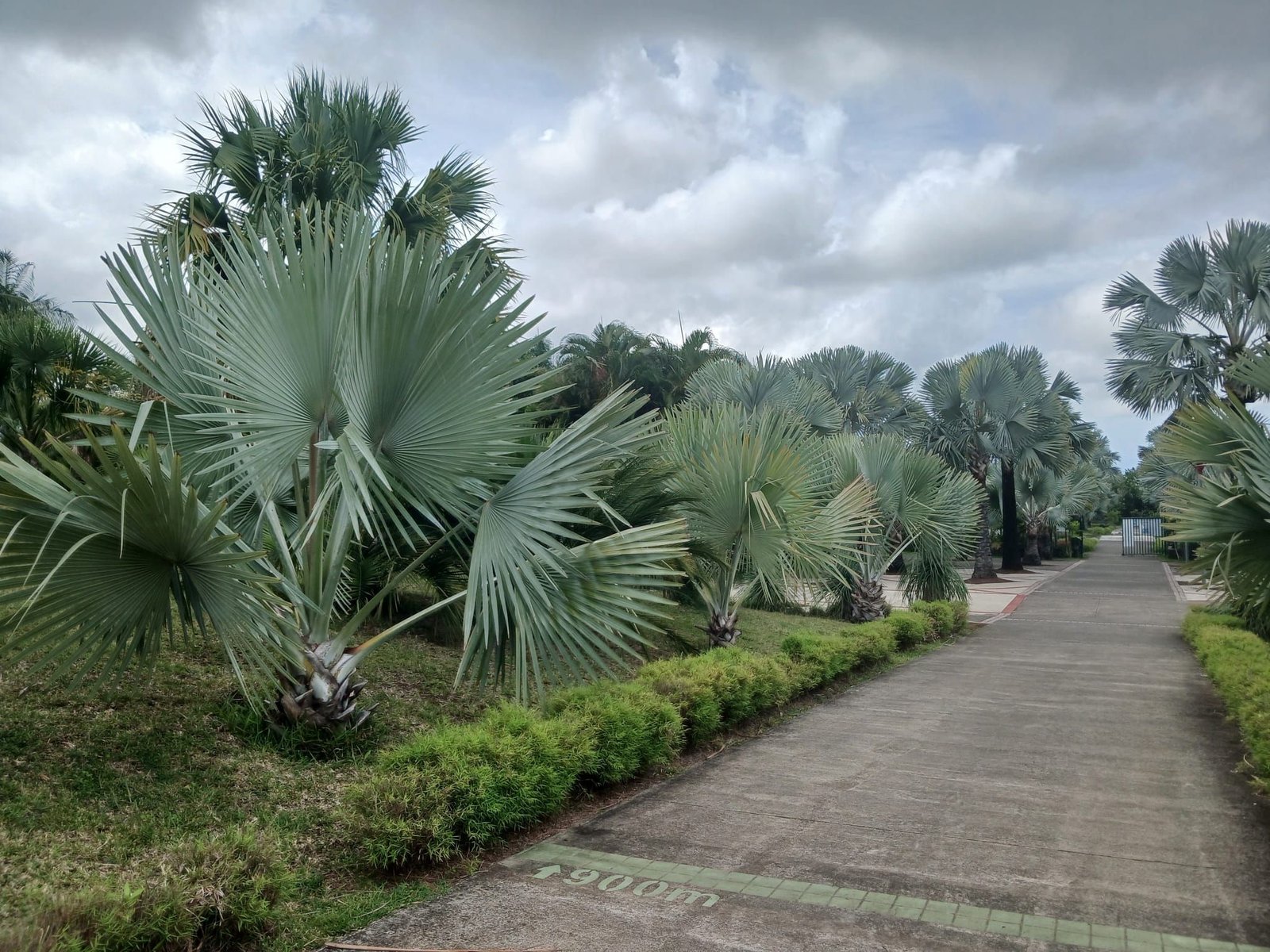 Allée bordée de palmiers à l'Île de la Réunion, photo gratuite