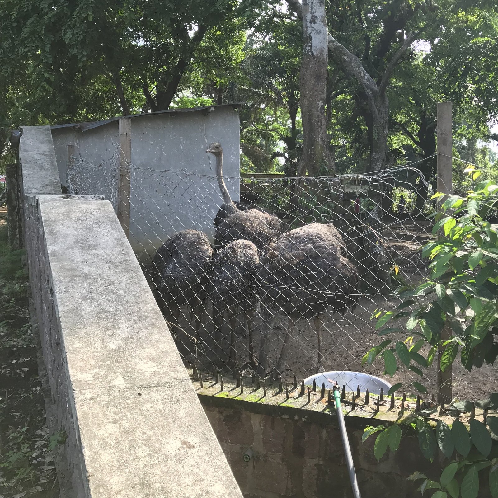 Des autruches dans le zoo photo gratuite