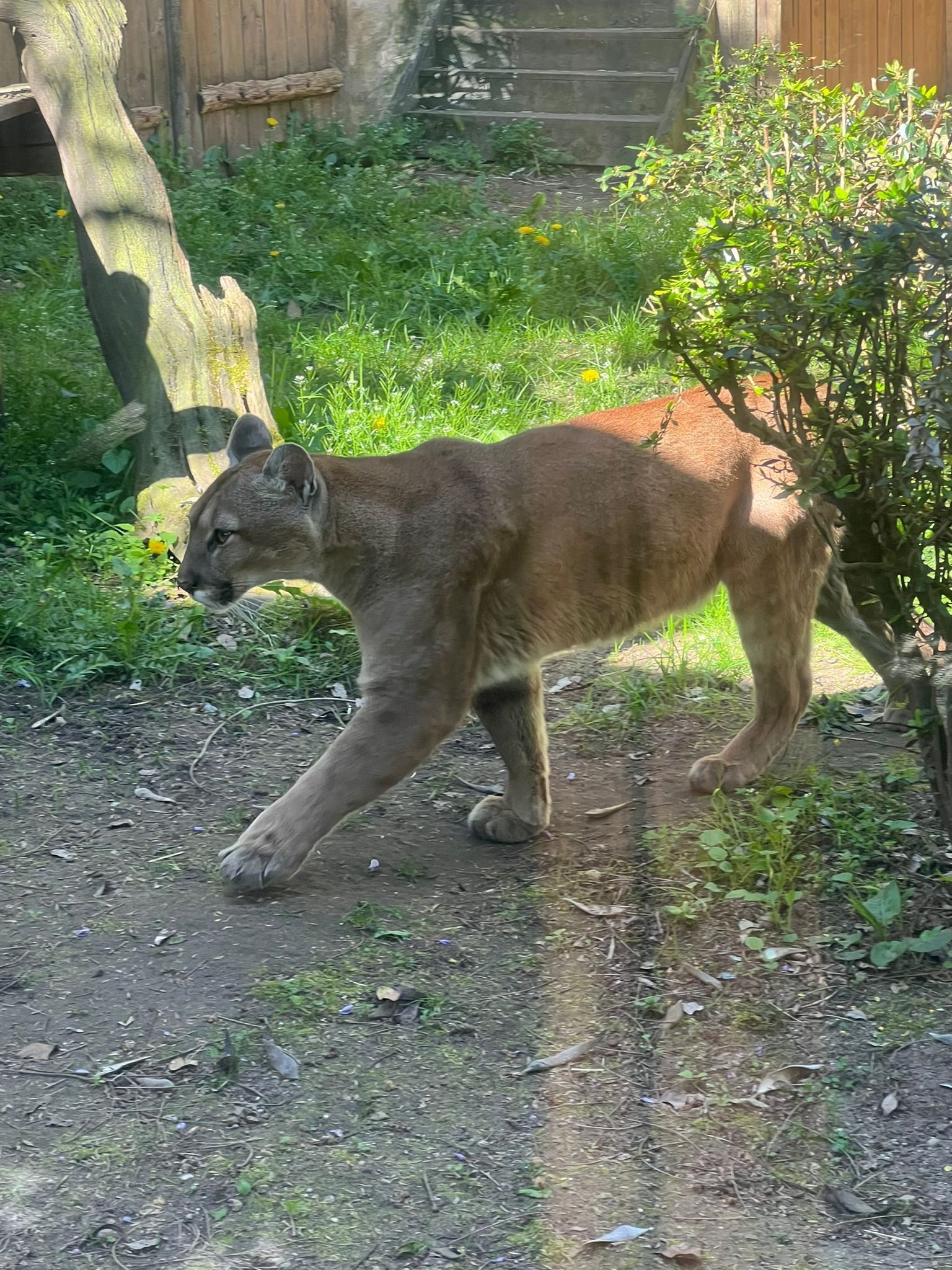 Puma, Amneville Zoo, Moselle, Lorraine, free photo