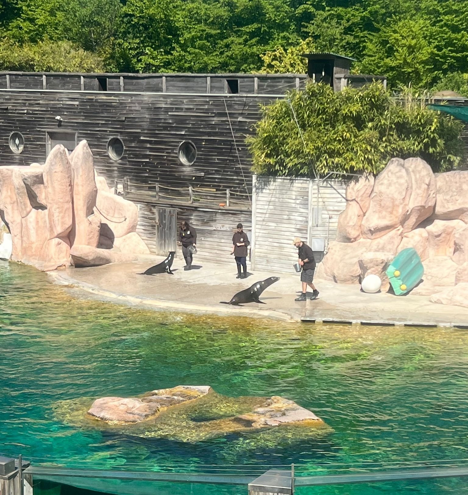 Présentation pédagogique avec des otaries, probablement au Zoo d'Amnéville, photo gratuite