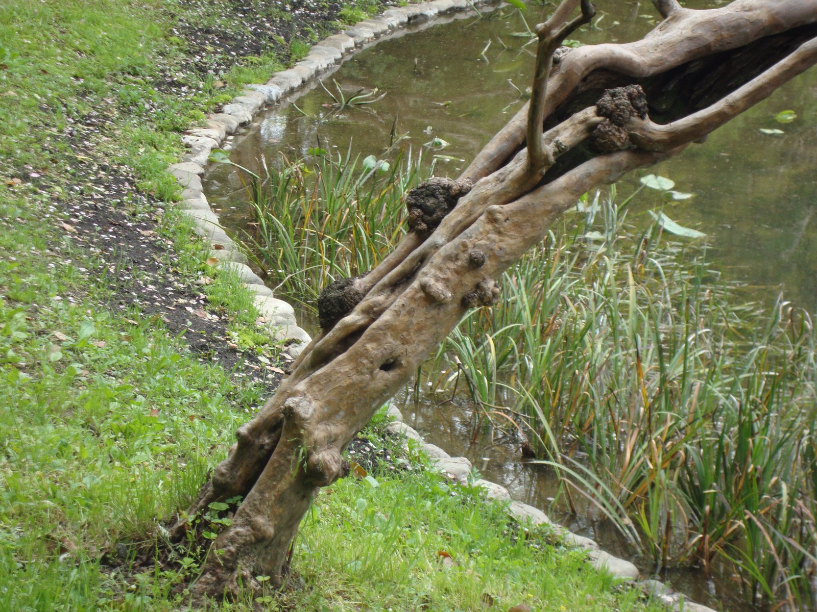 Un arbre incliné au bord du lac, Japon, Asie, photo gratuite