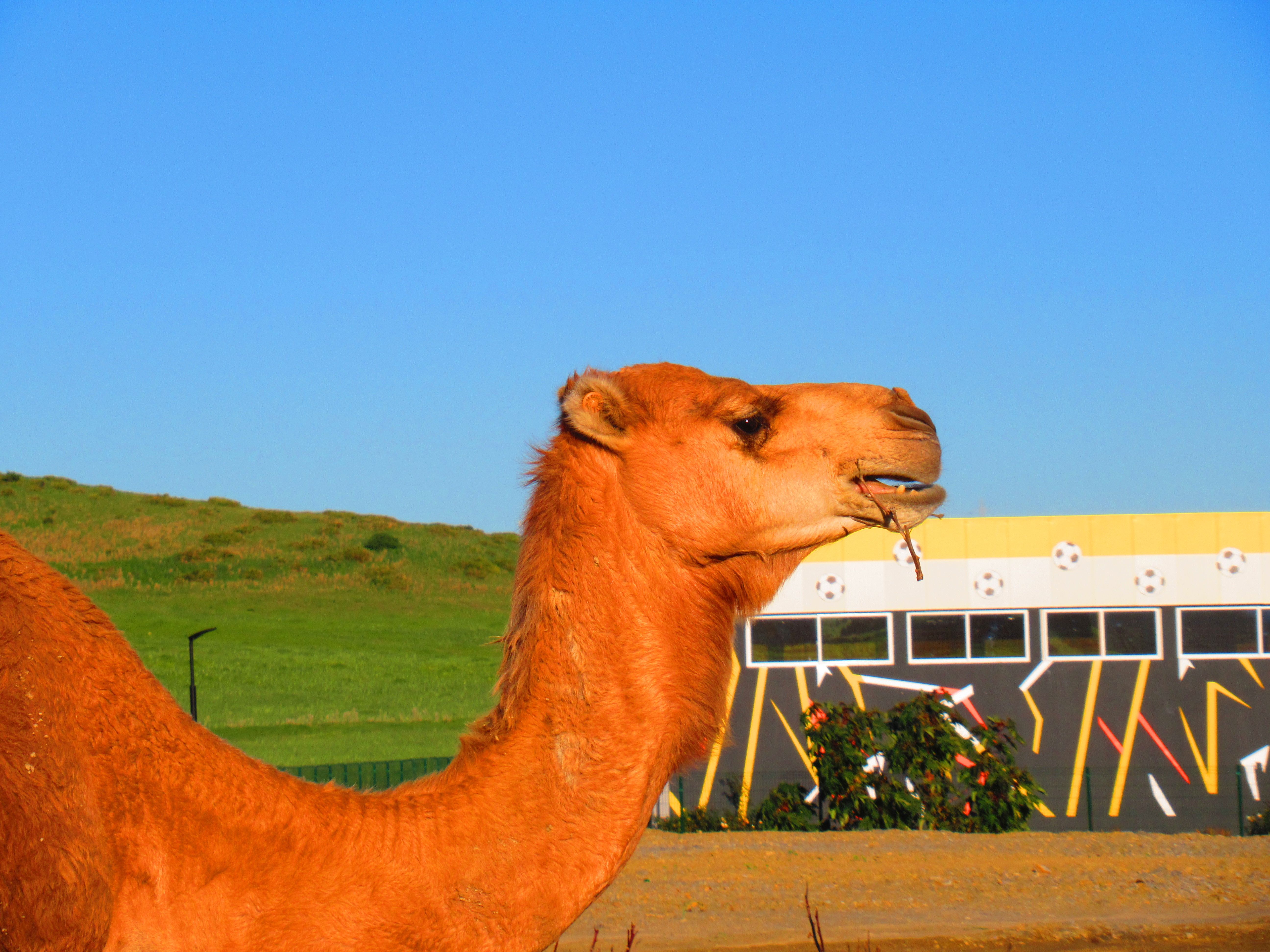 Free photo of Morocco dromedary, animal, nature, discovery