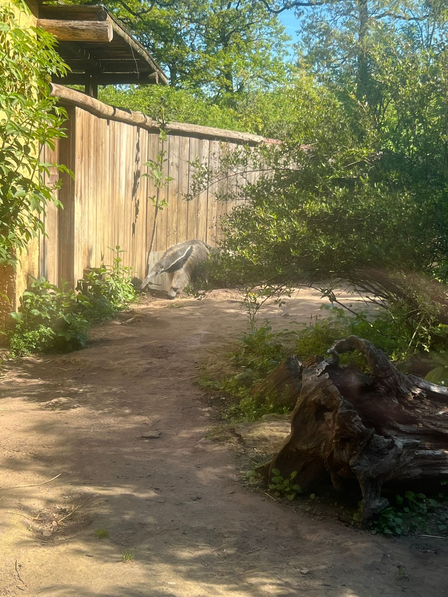 Fourmilier géant, Tamanoir, Zoo d'Amneville, Moselle, Lorraine, photo gratuite