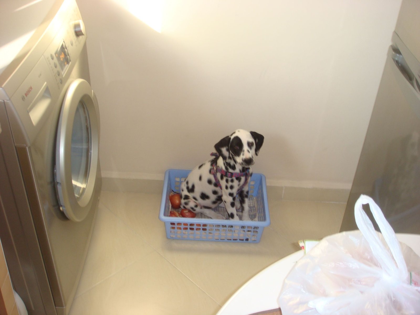 Un chien dalmatien assis dans un panier  rempli d'oignons avec une machine à laver à coté photo gratuite