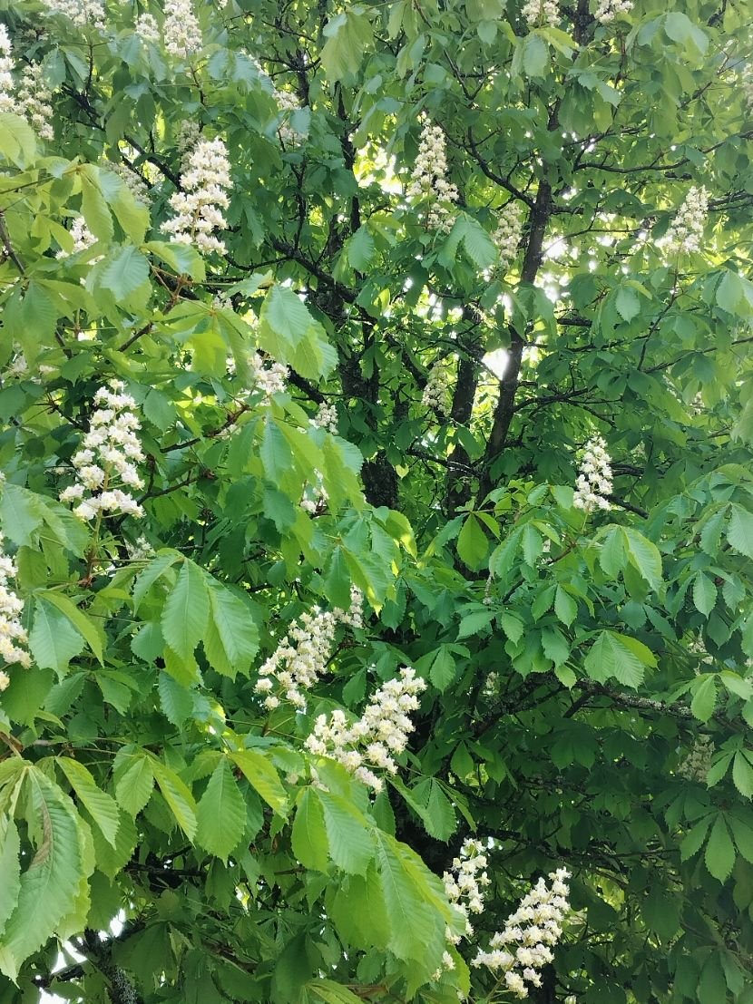Fleurs du châtaignier