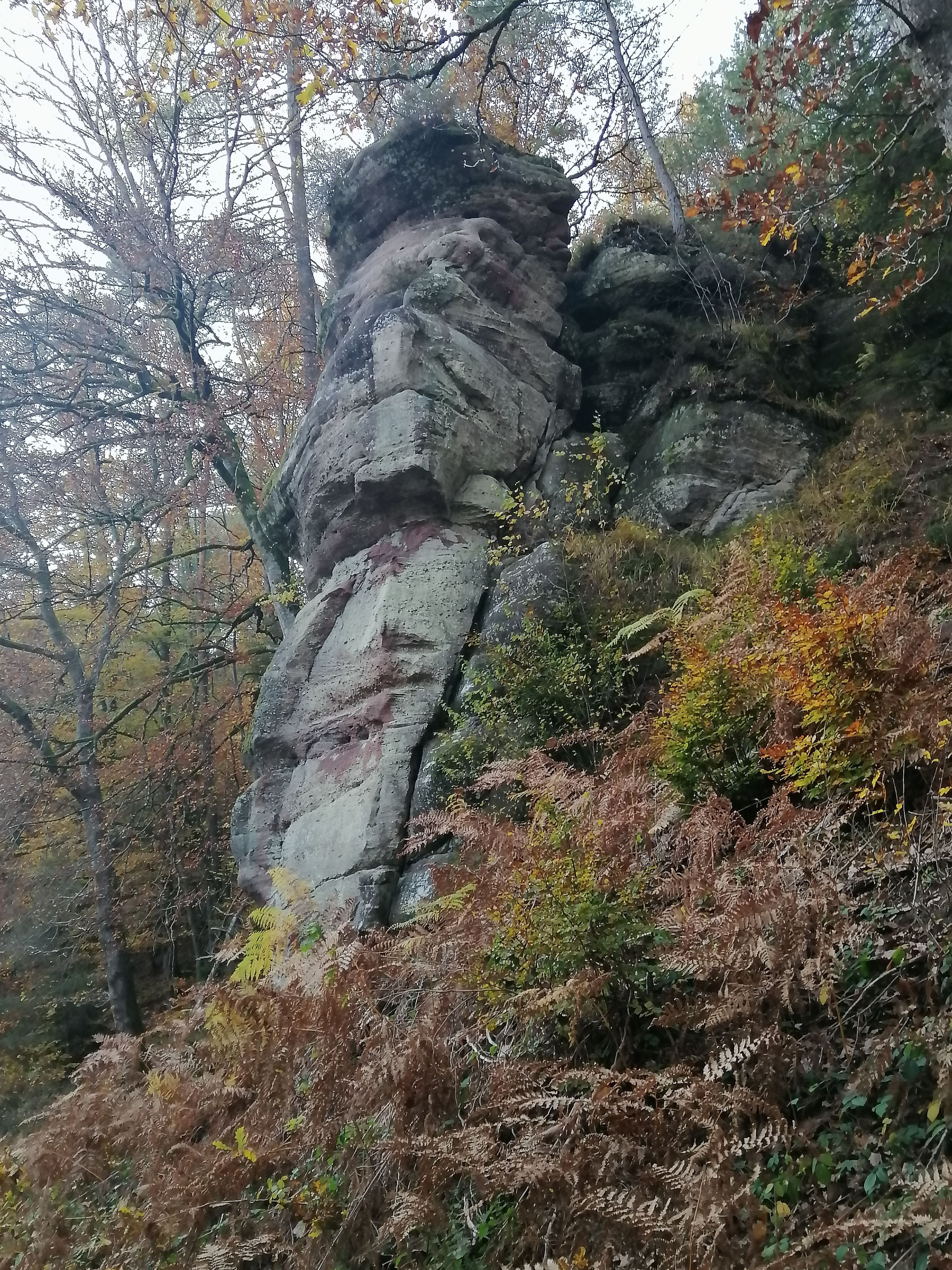 Sous-bois en automne, tapis de feuilles