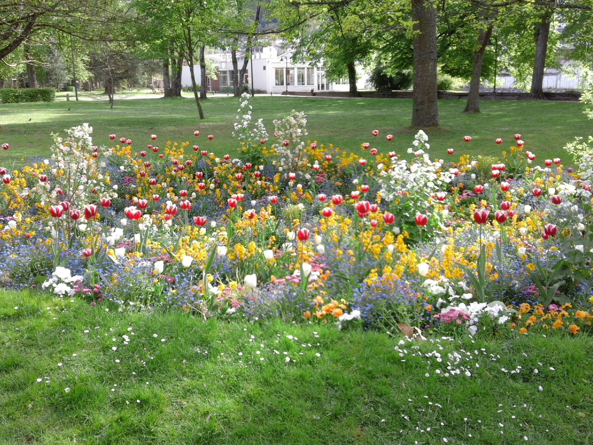 Flowery park, greenery free photo - Parque floral, vegetación, foto gratis