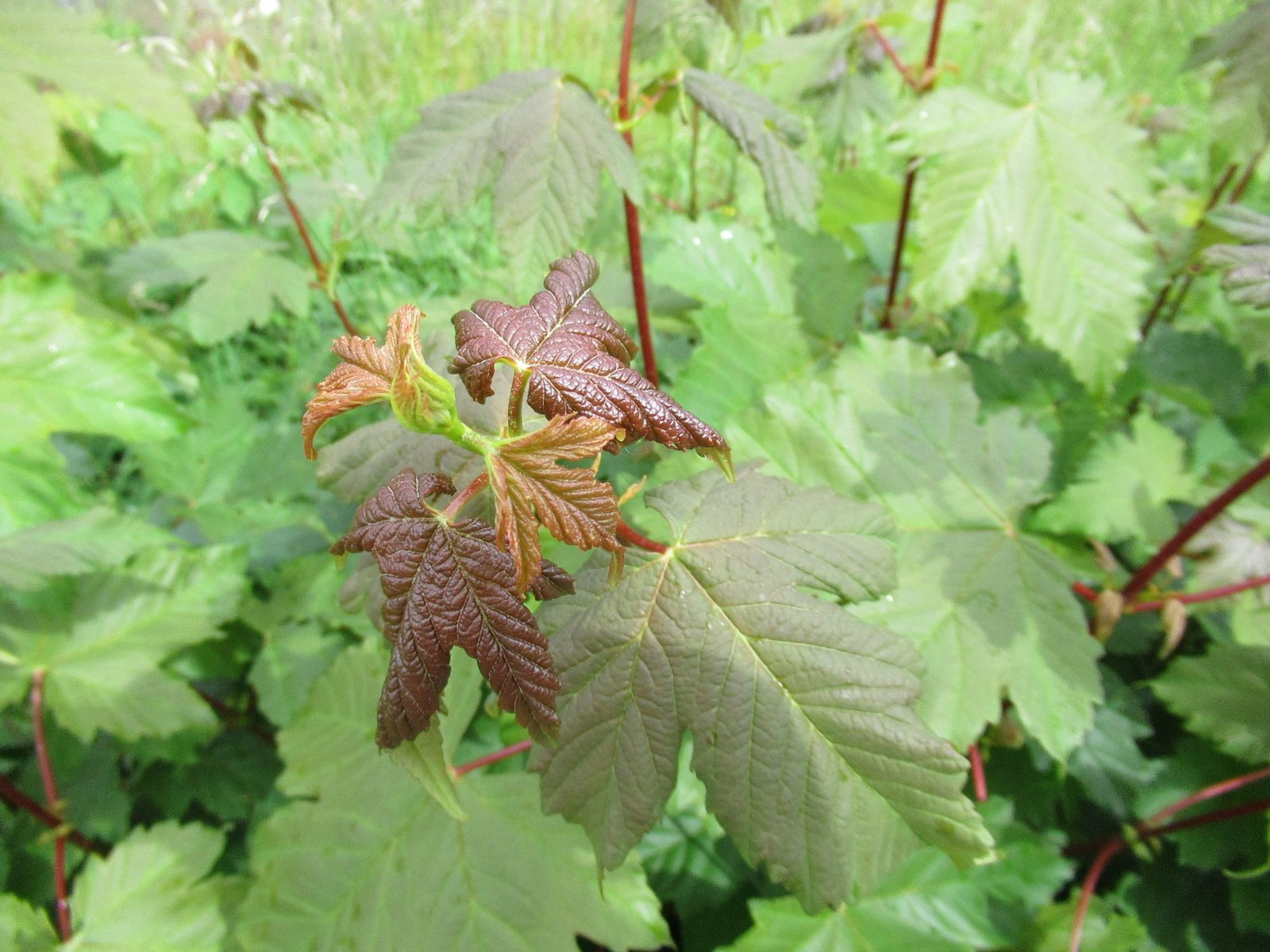 Feuilles de sycomore