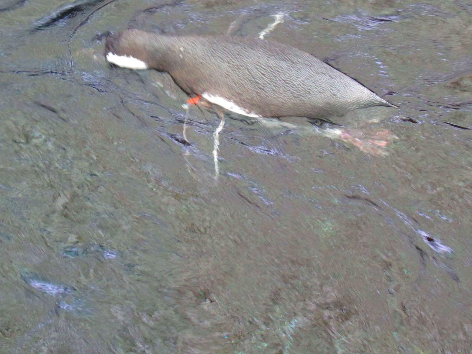 Pingouin de dos hors de l'eau de profil, Oceanarium de Lisbonne, Portugal
