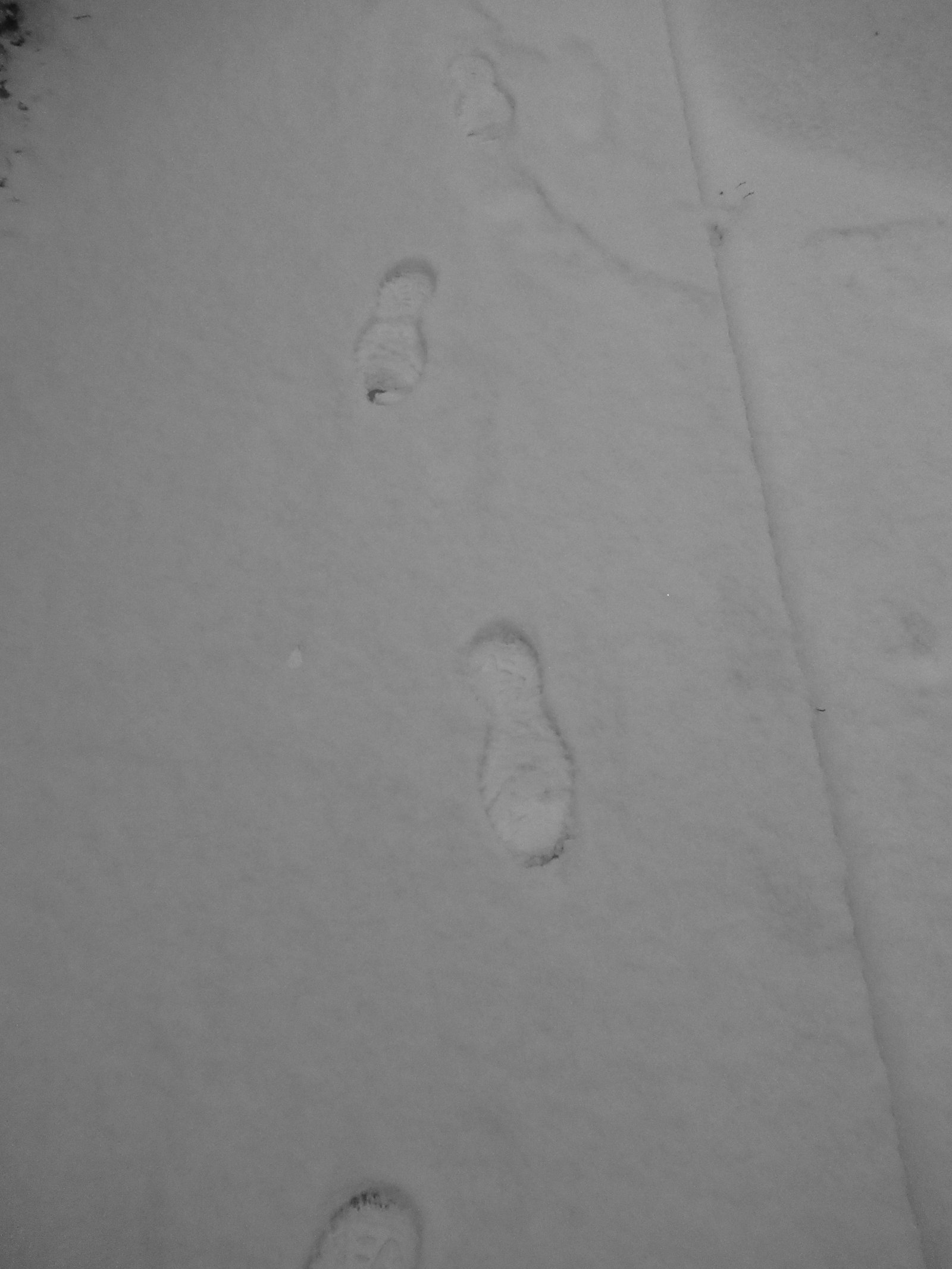 Traces de pas dans la neige