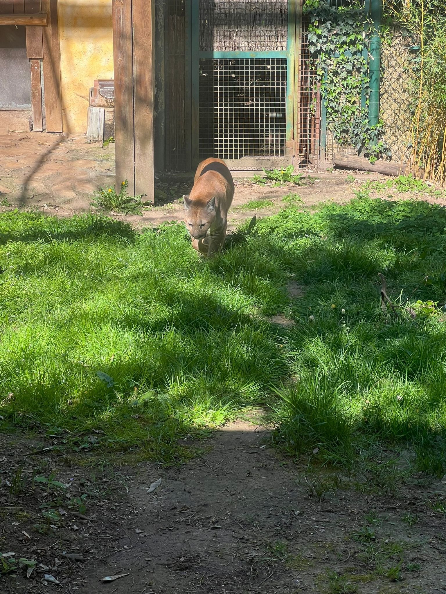Puma, félin, Zoo d'Amneville, Moselle, Lorraine, photo gratuite