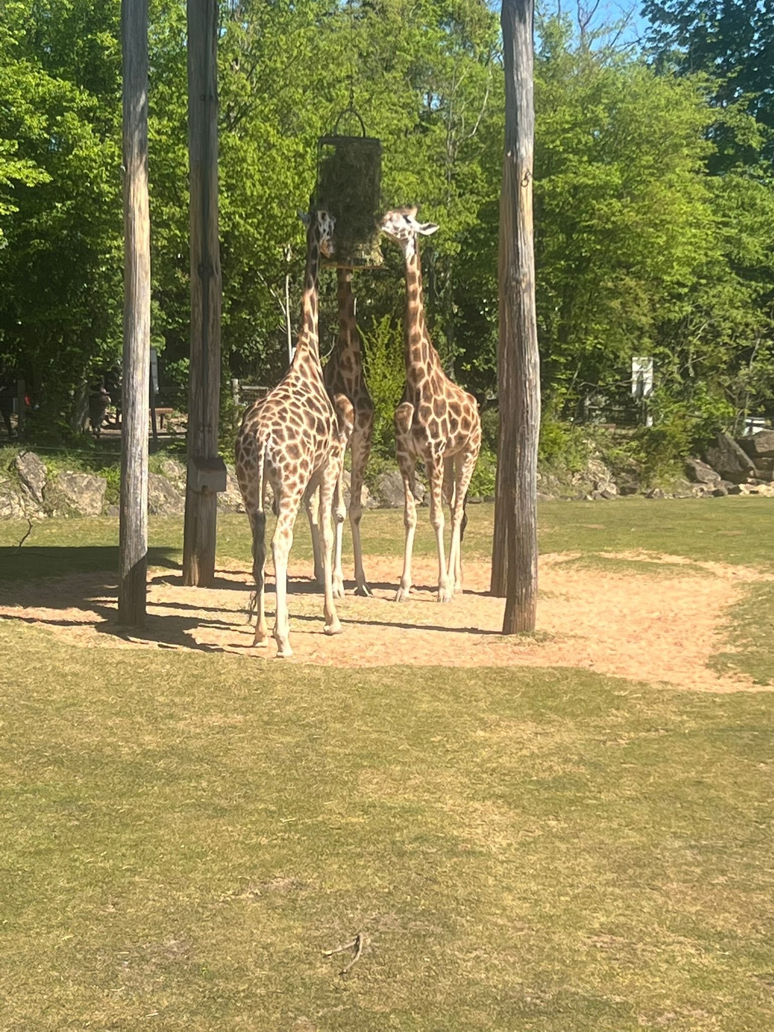 Girafes, Zoo d'Amneville, Moselle, Lorraine, photo gratuite