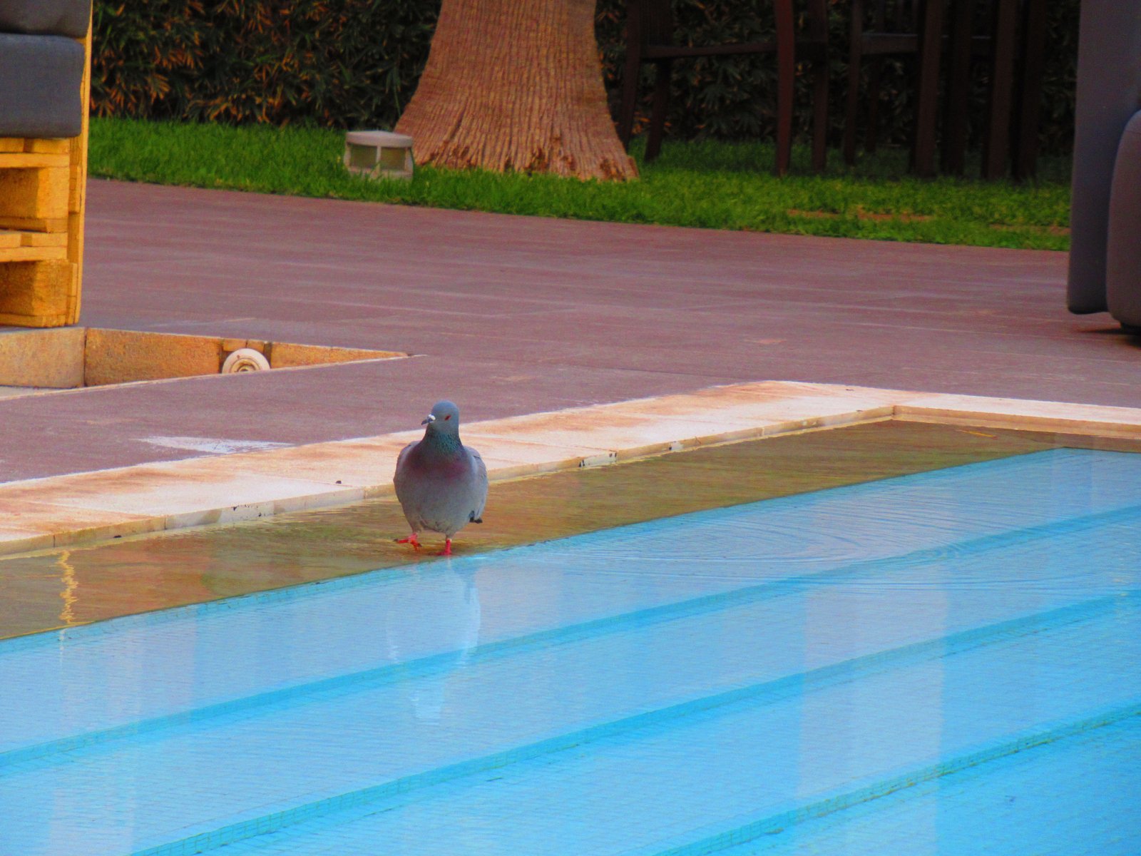 Pigeon à la piscine