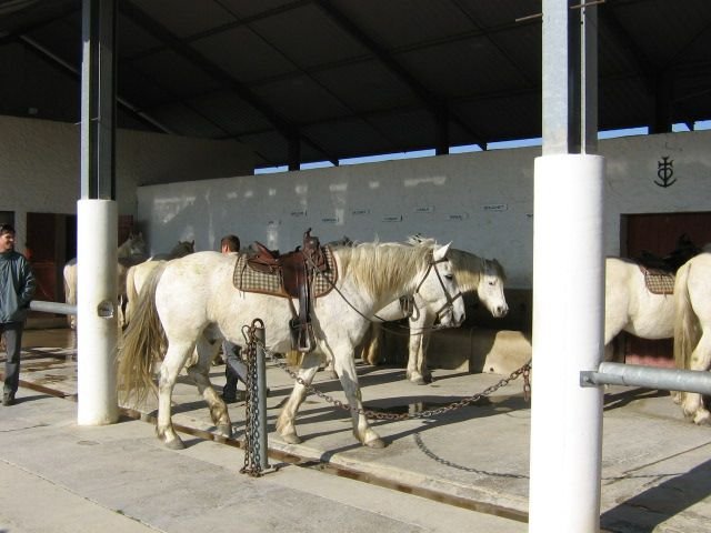 préparation des chevaux camarguais photo grauite