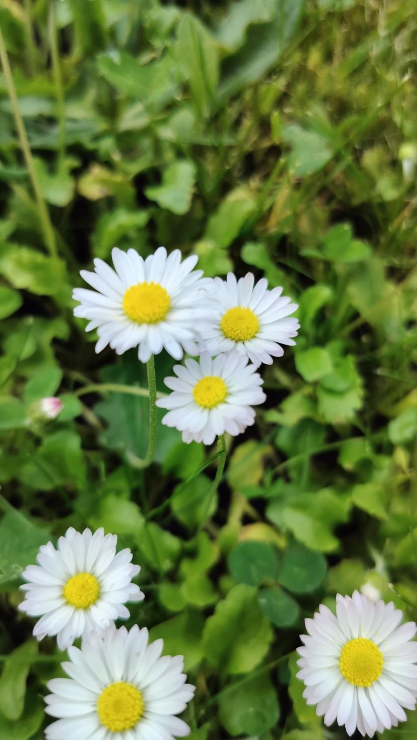 Marguerites communes